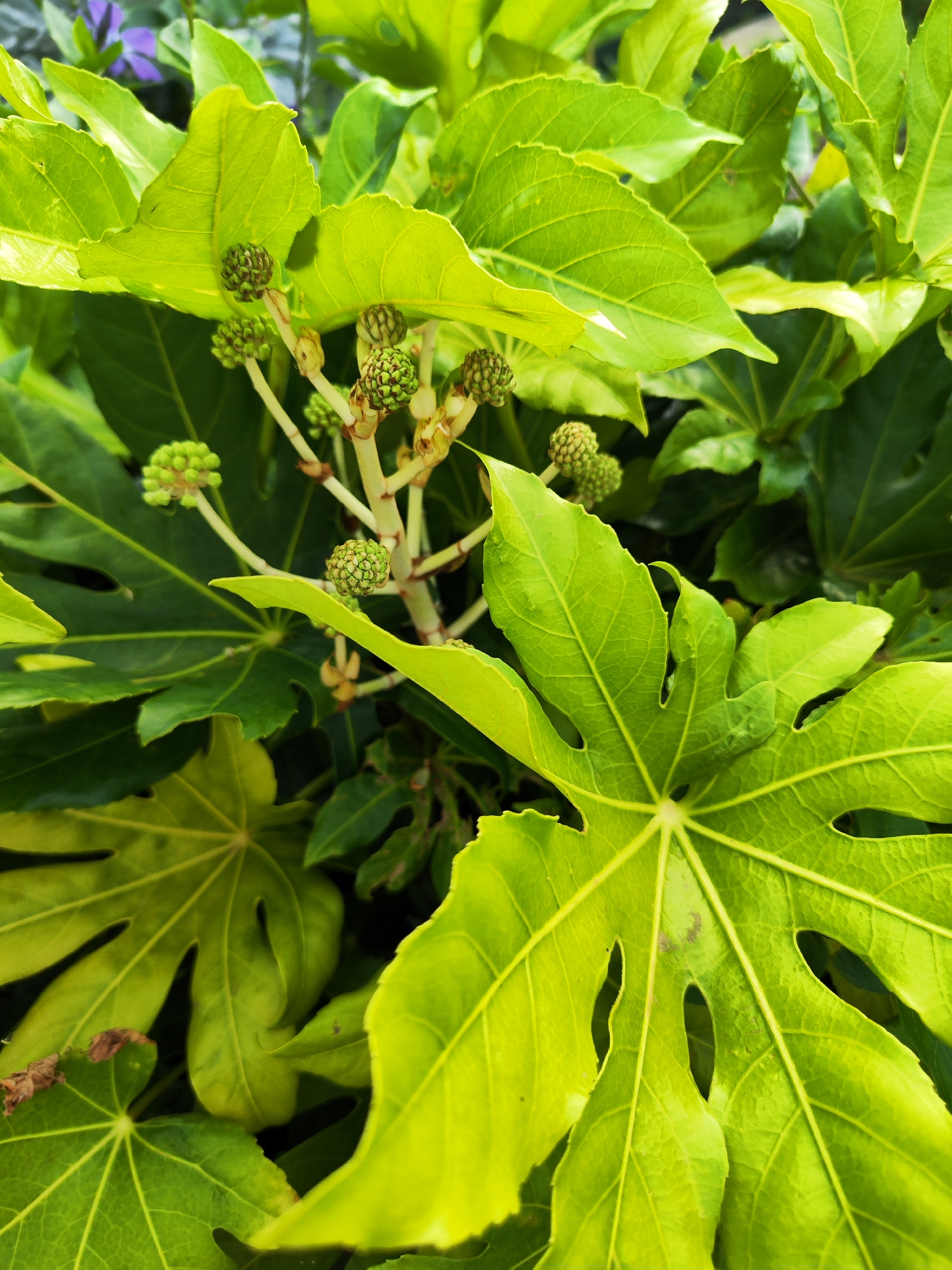 Close-up view of a Fatsia japonica plant, also known as Japanese aralia, with bright green, palmate leaves and clusters of developing green flower buds. The plant is outdoors, likely in a garden or park setting in Ribeira Grande, Portugal. No people or actions are visible in the image.