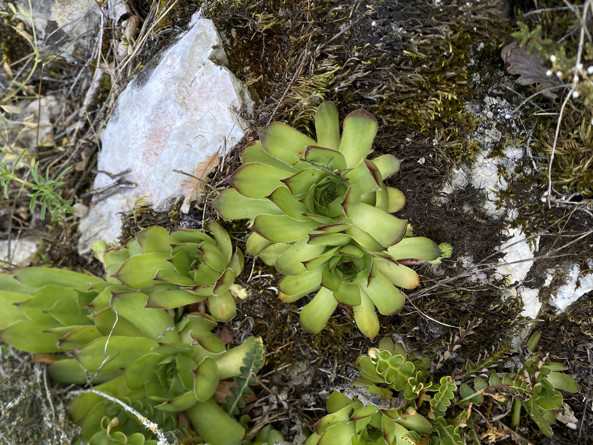 A close-up, overhead shot captures a patch of Sempervivum plants growing on rocky terrain. The succulents are vibrant green with reddish-brown tips, forming compact rosettes. They are nestled amongst moss, dry leaves, and twigs, with a light-colored, textured rock prominently visible in the upper right quadrant. The scene appears to be outdoors in a natural, possibly rocky, environment.