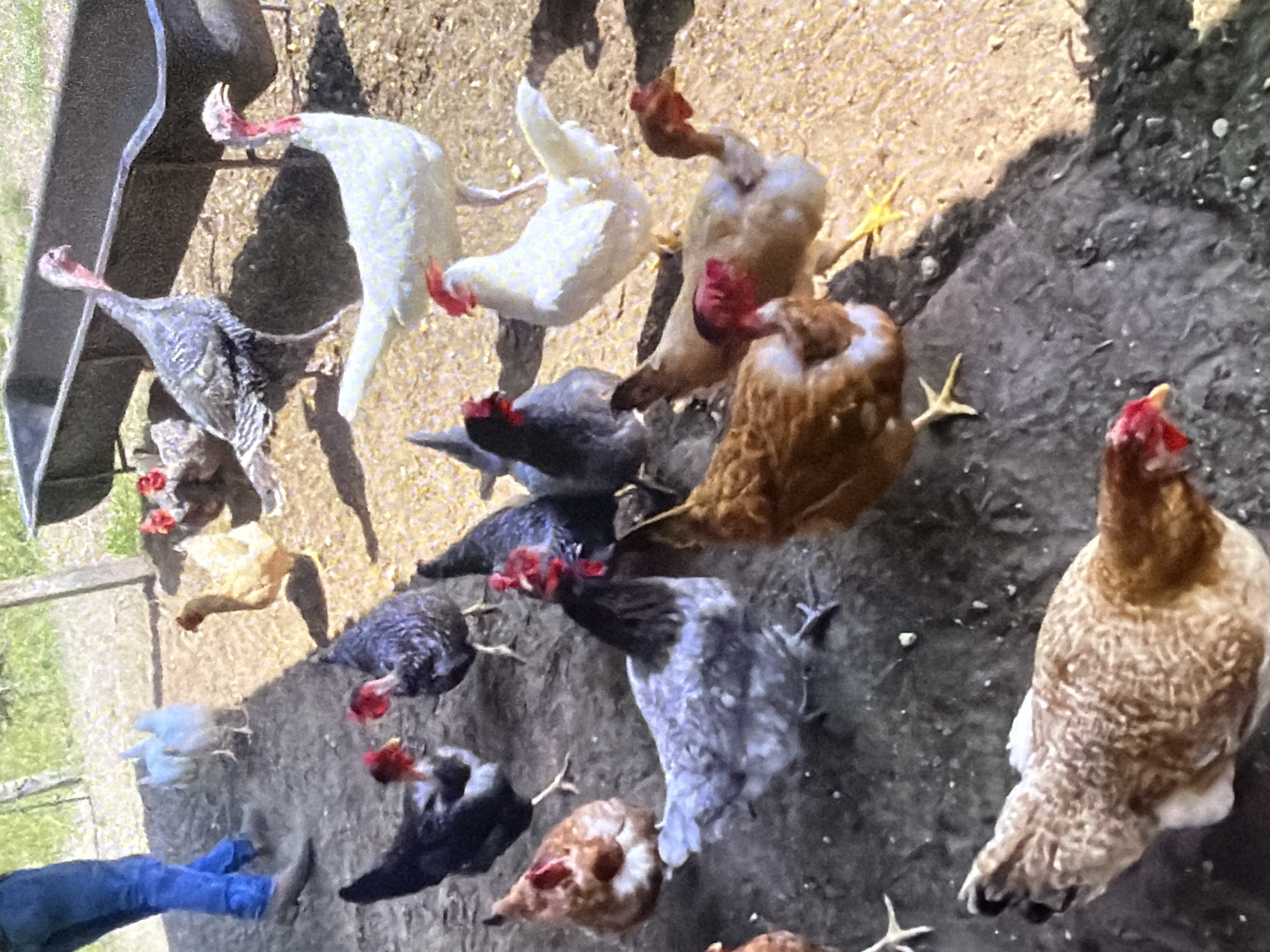 The image depicts a flock of chickens and two turkeys in an outdoor enclosure, possibly on a farm. The ground appears to be a mixture of dirt and wood shavings. In the background, a large metal trough is visible, and to the left, a person wearing blue jeans and brown boots is partially visible. The chickens are of various colors, including brown, black, white, and grey. One turkey is grey with black and white markings, and the other is white. Some of the chickens have red combs and wattles. The overall scene suggests a rural or agricultural setting. The location in the city of Bukuru, Nigeria, is not evident from the image itself.