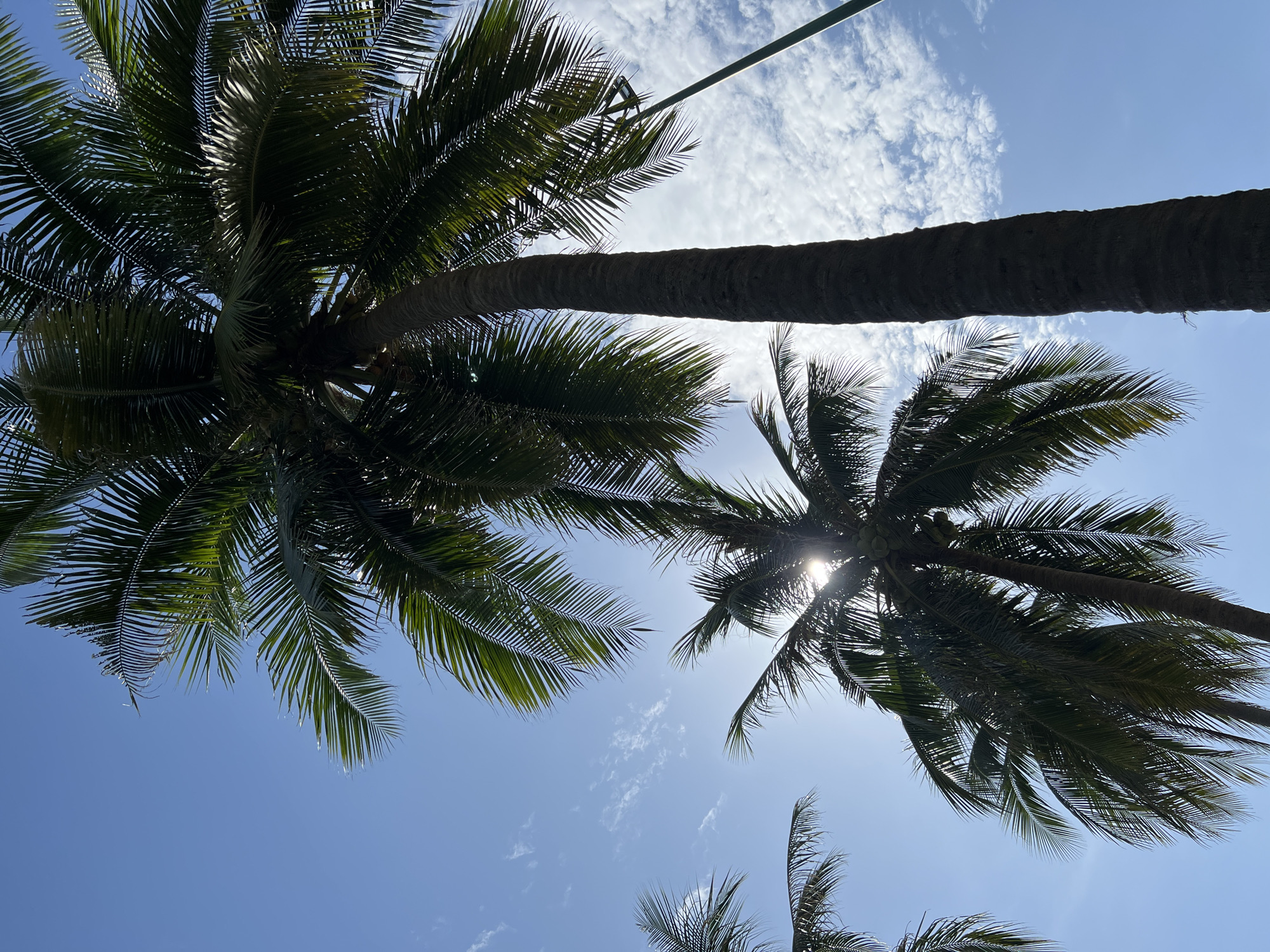This image, taken in Nha Trang, Vietnam, depicts a cluster of mature coconut palm trees silhouetted against a bright blue sky. The sun is visible, peeking through the fronds of one of the larger palms, creating a lens flare effect. Wispy white clouds are scattered across the sky. The palm trees are lush and green, with their distinctive long, feathery leaves spread wide. The rough texture of the palm trunks is visible, one of which dominates the right side of the frame. A thin, dark pole, possibly a street lamp or flag pole, extends upwards from the right edge of the image, partially obscured by the palm leaves. The perspective is from below, looking up at the trees and the sky, conveying a sense of tropical warmth and openness.