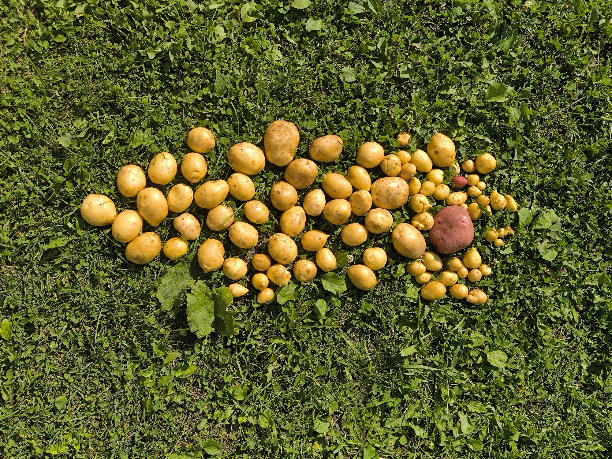 A pile of harvested potatoes is spread across a patch of green grass and clover. The potatoes are mostly small and round, with yellow to light brown skin. There is one larger, darker red potato in the center of the pile. The potatoes are arranged in a loose, organic shape, with some leaves from the potato plants mixed in. The scene appears to be outdoors, in a rural setting, possibly a garden or field. The location is Maiskii, Russia.