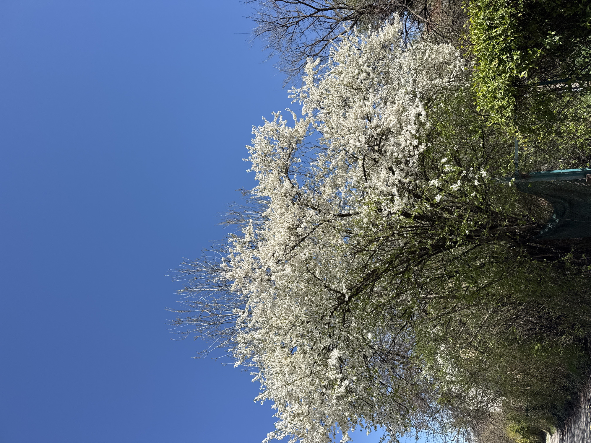 The image shows a blossoming tree in what appears to be a park or green space. The tree is covered in white flowers, suggesting it is springtime. A bright blue sky is visible in the upper left corner of the frame. To the right of the blossoming tree is a hedge or line of green trees. The location is unspecified. No people, subjects, or objects are mentioned. The image provides no information to identify it as being located in Sofia, Bulgaria.