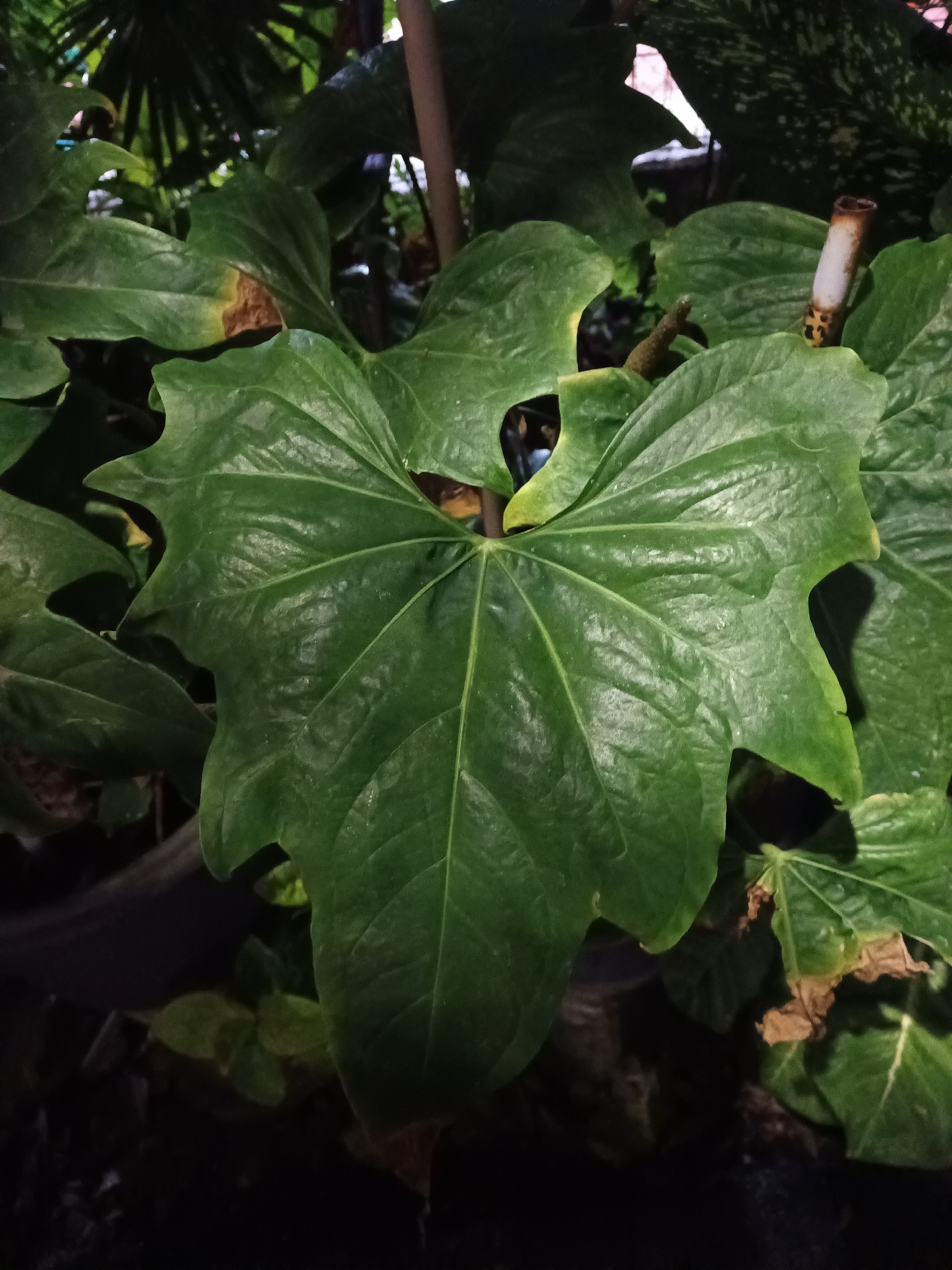The image shows a close-up of a large, green, heart-shaped leaf with a deeply lobed edge. The leaf has prominent veins and a slightly glossy texture. The background is filled with other dark green foliage, suggesting a garden or a plant-filled indoor space. A thin, light-colored stalk with a segmented pattern is visible to the right of the main leaf. The lighting is dim, creating shadows and highlighting the texture of the leaves. There is no visible indication of the city of North Jakarta, Indonesia, nor any specific environmental details that would pinpoint a location.