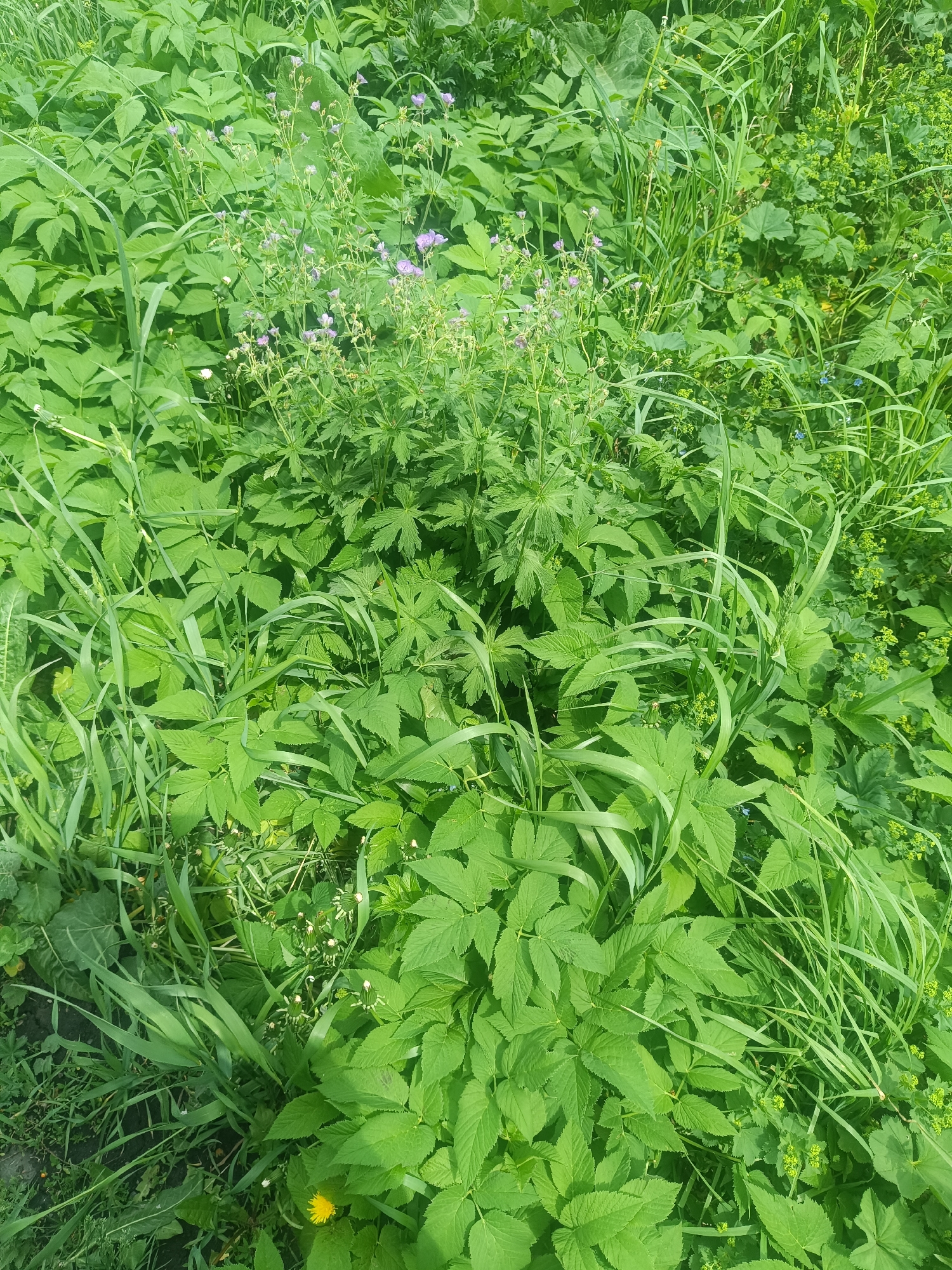 The image depicts a patch of lush green vegetation in the city of Closed administrative–territorial formation "Mezhgorye", Russia. The vegetation consists of various leafy plants and grasses. Some of the plants exhibit flowering stems with small purple blossoms. A single dandelion is visible at the bottom of the frame.