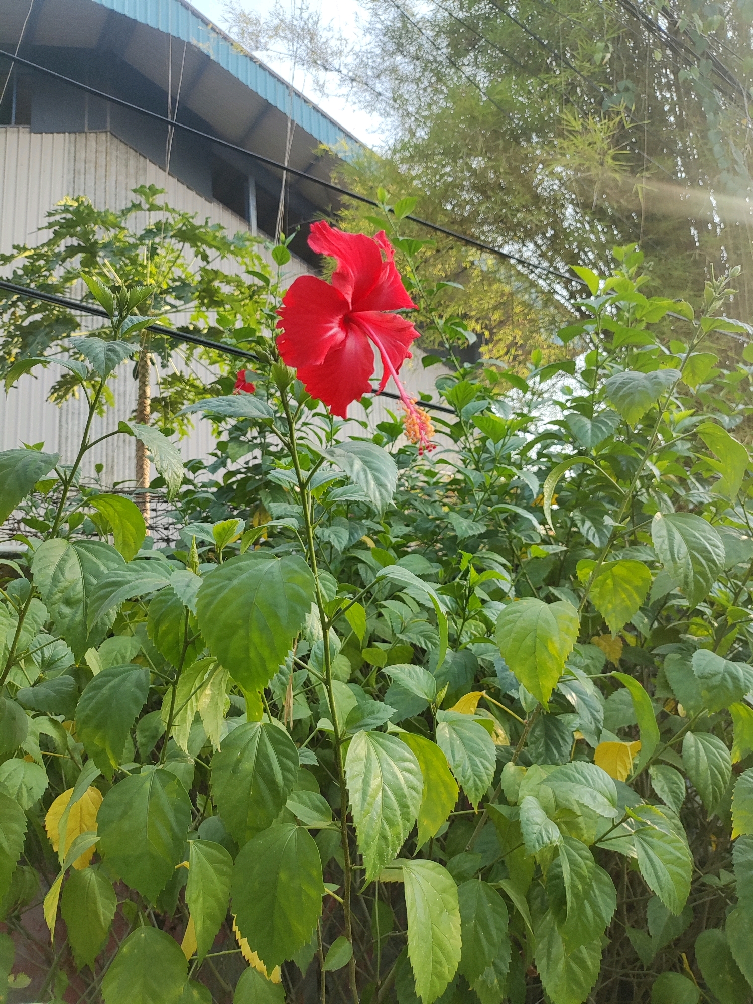 A vibrant red hibiscus flower blooms prominently in the foreground, its petals unfurled and stamens extended. The flower is part of a lush green hibiscus bush, with broad, serrated leaves. Behind the bush, a corrugated metal building with a light blue roof and light-colored walls is visible. Overhead, thin black wires stretch across the scene. In the background, bamboo stalks are interspersed with the foliage, with sunlight glinting through the leaves, creating a dappled effect. The scene appears to be an outdoor setting, possibly in a garden or along the side of a building, in East Jakarta, Indonesia. No people are present in the image.
