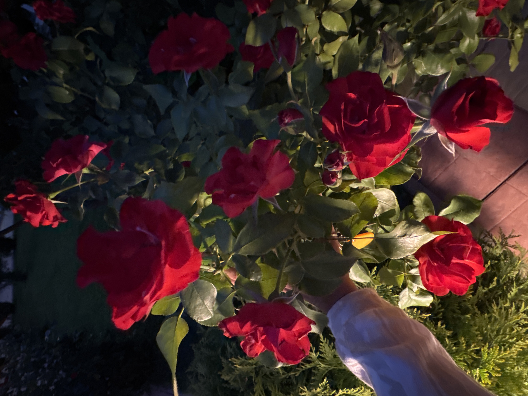 In the city of Nesebar, Bulgaria, an outdoor scene is captured at dusk, featuring a dense bush of blooming red roses. The roses are in various stages of bloom, with some fully open and others appearing as buds. The lighting suggests artificial illumination, possibly from a nearby lamp, casting a warm glow on the vibrant red petals and dark green leaves. A hand, clad in a white, loosely woven sleeve, is visible on the left side of the frame, reaching towards a rose. The background is dark and indistinct, with hints of foliage and perhaps trees. The ground appears to be paved with wooden planks. The overall impression is one of a cultivated garden area.
