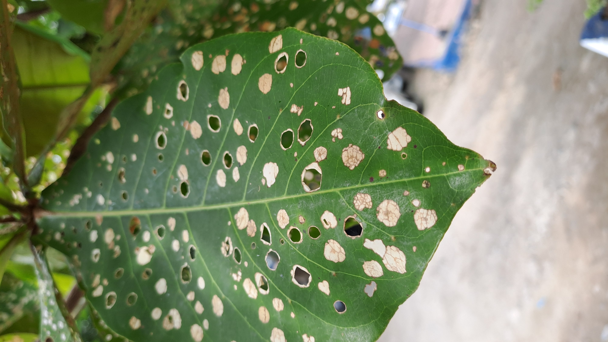 A close-up, outdoor, vertical, eye-level shot focuses on a large, green leaf that is heavily damaged. The leaf exhibits numerous irregular holes and pale, brown, dried-out patches where the leaf tissue has been consumed or damaged. The leaf is positioned in the foreground, with a blurred background that suggests an outdoor environment, possibly a garden or natural area in Payalipah, Indonesia. The background includes hints of foliage and a light-colored, possibly paved surface, with some indistinct structures or objects further in the distance. The lighting appears to be natural daylight, casting soft shadows and highlighting the texture of the leaf.