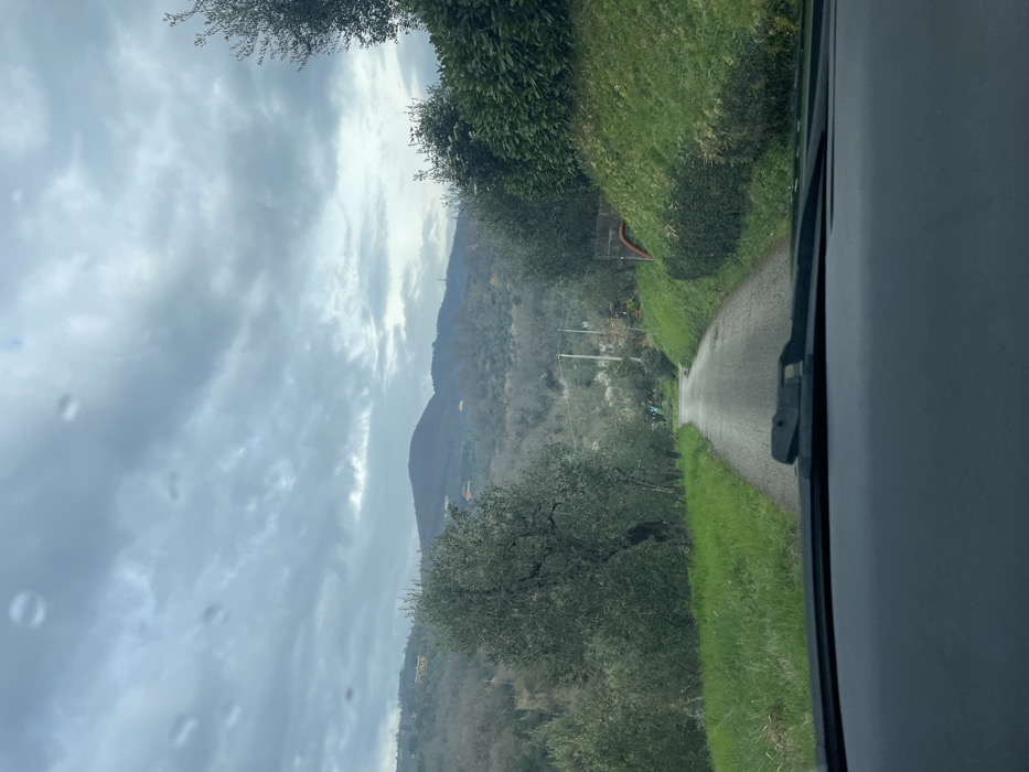 The image displays a forward-facing view from inside a vehicle, with the dashboard and the base of a windshield wiper visible at the bottom. The scene depicts a narrow, dark grey asphalt road, appearing damp, that curves gently to the left as it extends into a hilly, rural landscape within Monsummano Terme, Italy.
On either side of the road, bright green grass lines the asphalt. To the immediate left, a dense grove of olive trees with silvery-green foliage stands alongside the road, extending up a gentle slope. Further up the hillside, the vegetation transitions to a mix of bare deciduous trees and some evergreen clusters. To the right, a neatly trimmed green hedge runs parallel to the road, bordering a steeper grassy embankment. Further down the road on the right, an orange hose is visible near a low wooden fence or structure, surrounded by shrubs.
The background is dominated by rolling hills and small mountains, heavily wooded with a combination of evergreen and leafless deciduous trees. Several distant residential structures with light-colored roofs are scattered across these hillsides. A tall, slender utility pole or tower is discernible on a distant ridge. The sky above is overcast with thick, uniform grey clouds, indicating diffused daylight. No individuals are visible in the scene.