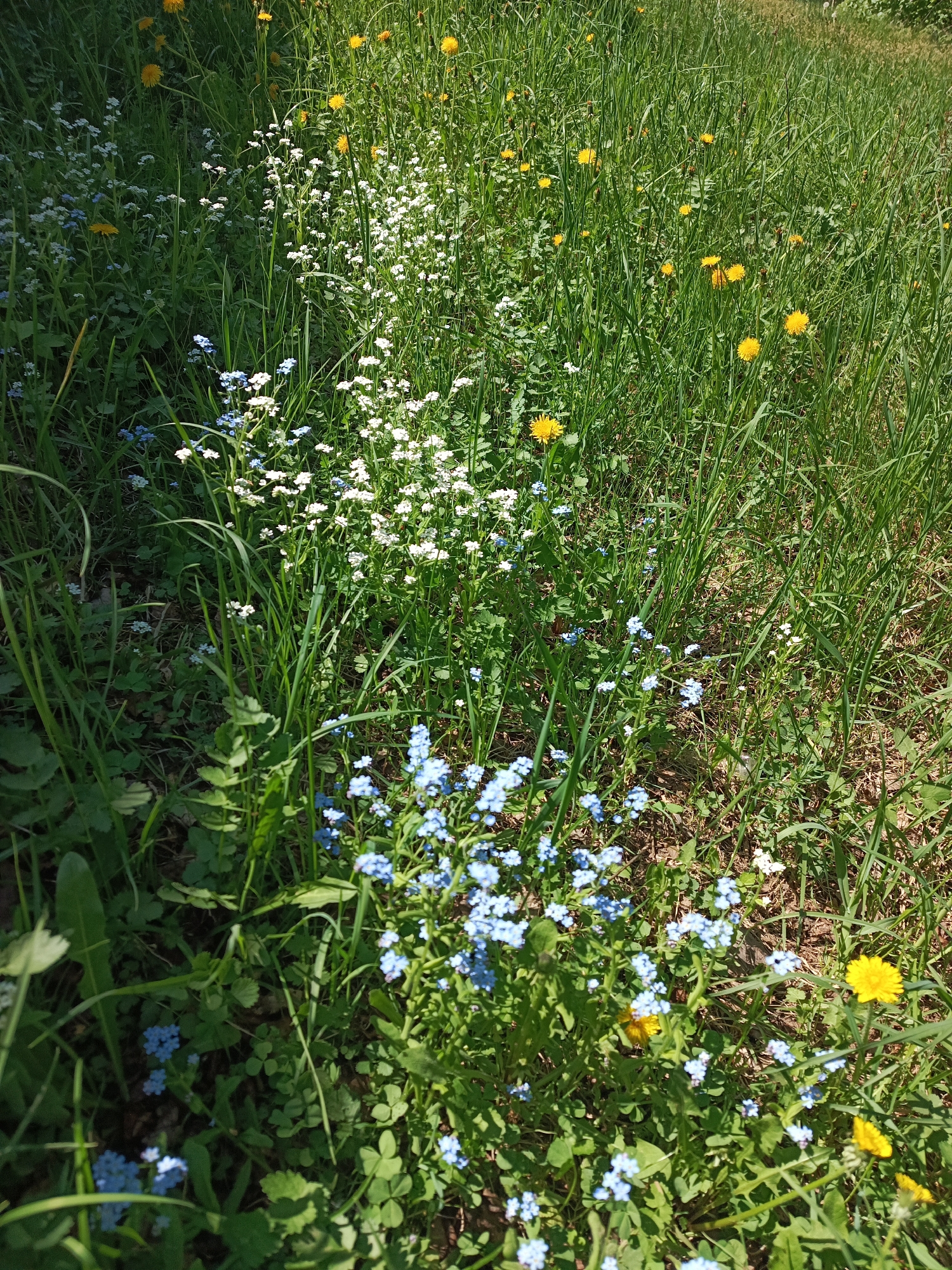 The image depicts a patch of wildflowers growing in a grassy area. Predominantly featured are clusters of small, light blue forget-me-not flowers in the foreground. A band of white wildflowers stretches diagonally across the frame, interspersed with green grass. Dandelions with yellow flowers are scattered throughout the grass and among the other wildflowers. The grass appears slightly overgrown. The location is Chaikovsky, Russia.
