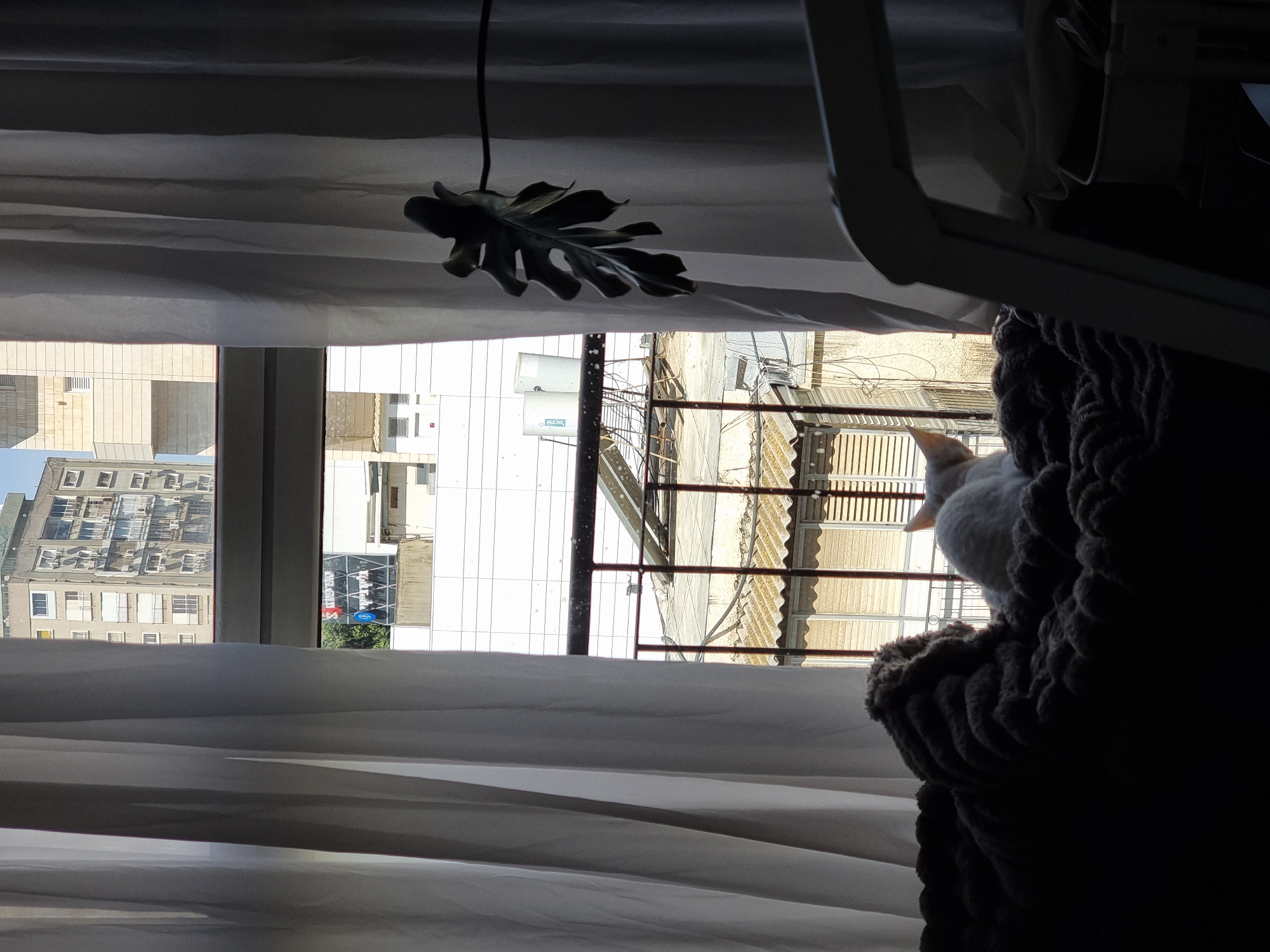 The image is taken from inside a room, facing a window, with a view of Ramat Gan, Israel. A white cat is partially visible, perched on a dark-colored, rope-textured cat tree located near the window on the right side of the frame. Beyond the window, the urban landscape includes buildings of various heights and architectural styles, including a taller, older building on the left and a lower, newer building on the right. The buildings appear to be situated in close proximity to one another, typical of an urban environment. The image is heavily shadowed, casting parts of the room into darkness. The window is partially covered by light-colored curtains, with an artificial leaf decoration hanging near the top of the window.