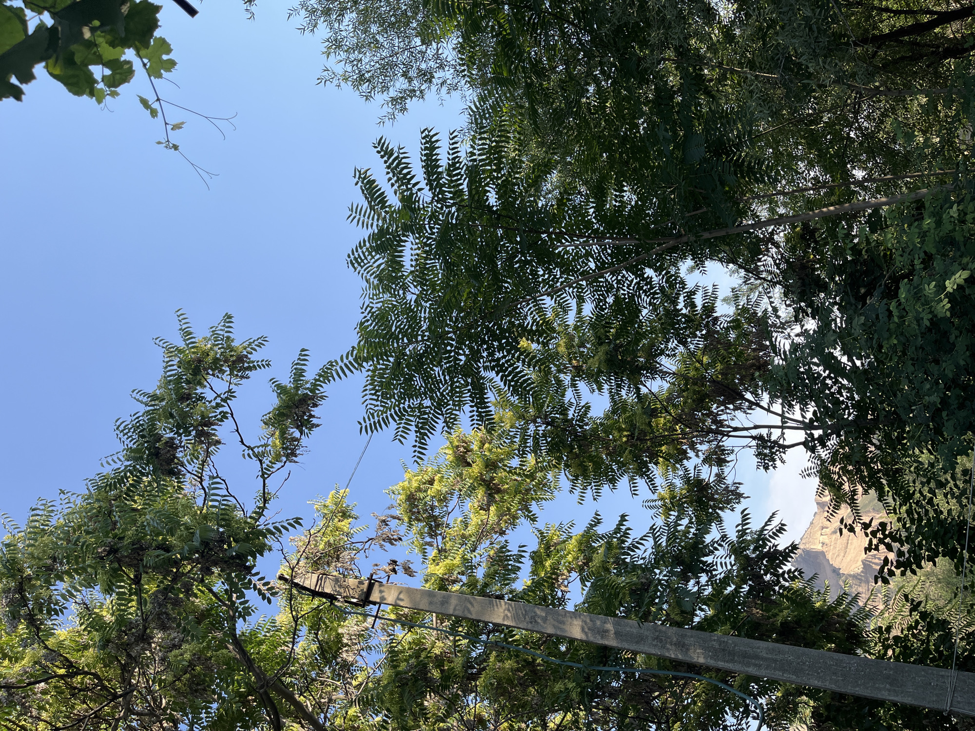 A low-angle, full shot captures a clear, pale blue sky above a dense canopy of green trees, with a weathered, gray concrete utility pole on the left side of the frame. The pole is tall and slender, with visible rust marks and what appears to be a dark wire attached to it. Sunlight filters through the leaves, casting dappled shadows and highlighting the intricate patterns of the foliage. In the distance, through a gap in the trees and slightly to the right of the utility pole, a light-brown, rocky mountain slope is visible against the sky. The trees are varied in species, with some having feathery, compound leaves and others larger, broader leaves. The overall impression is one of nature reclaiming or coexisting with man-made infrastructure in a serene, outdoor setting, likely on the outskirts of Mailuu-Suu City, Kyrgyzstan, given the proximity to mountainous terrain.