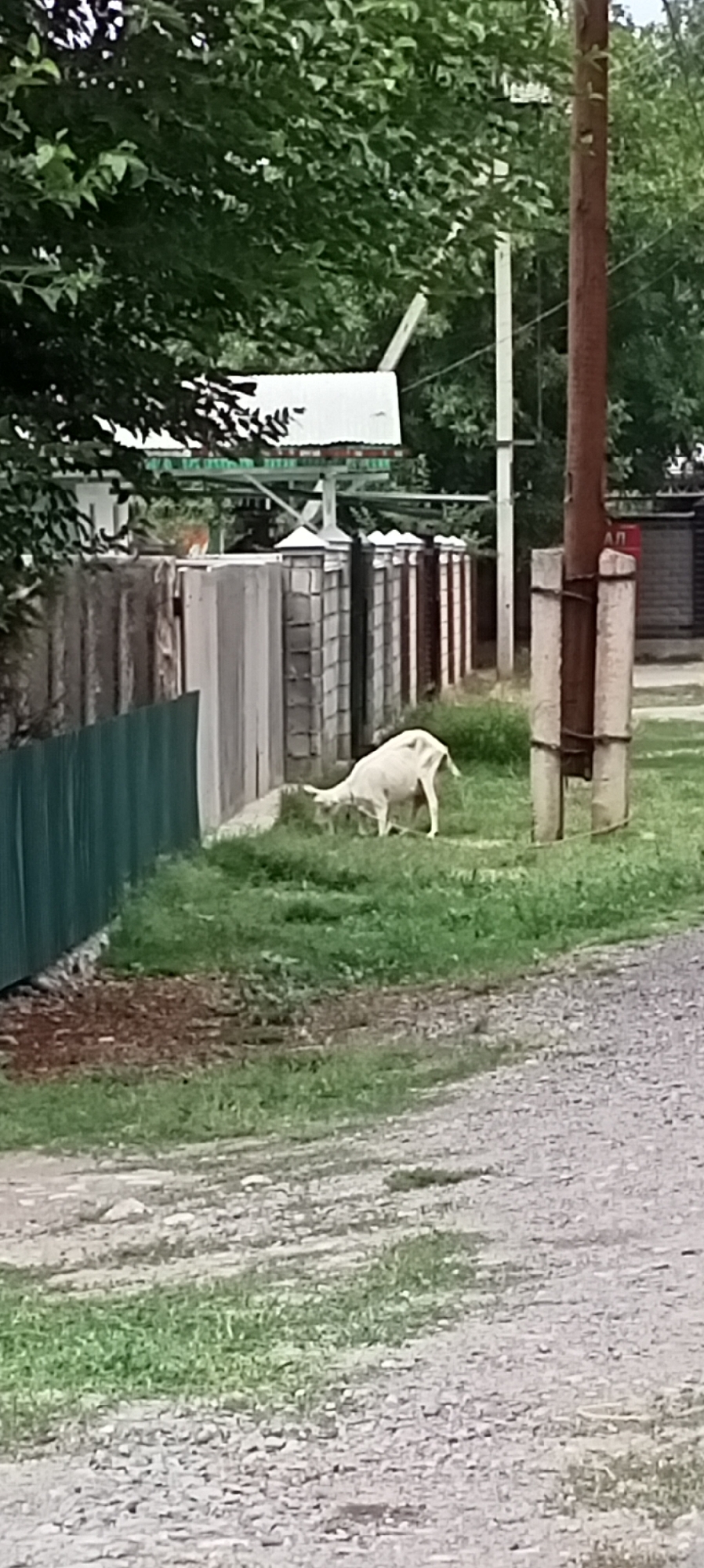 A white goat is grazing on grass next to a stone and wooden fence in a rural area. The goat is positioned in the lower right quadrant of the image, facing left with its head down towards the grass. A tall, reddish-brown utility pole is visible to the right of the goat. Behind the fence, a building with a white roof and green trim is partially visible, obscured by trees and foliage. The ground in the foreground consists of a gravel path. The scene appears to be an outdoor setting in Sokuluk, Kyrgyzstan.