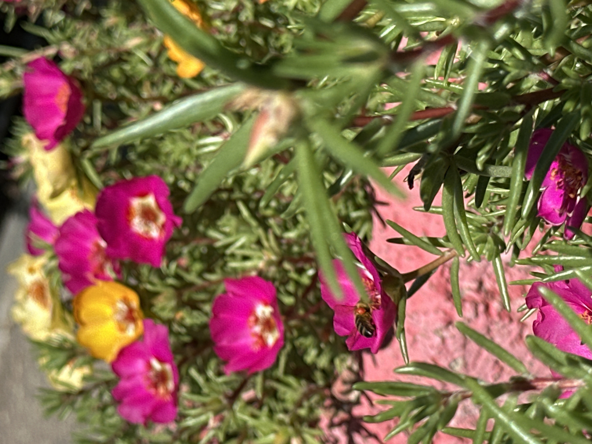A close-up, low-angle shot captures a patch of vibrant pink and yellow moss roses (Portulaca grandiflora) in Lobacheve, Ukraine. The flowers are in full bloom, with their delicate petals unfurled. Among the flora, a honeybee is visible, actively collecting nectar from a pink rose. The surrounding environment is a dense green carpet of the plant's succulent leaves, with a pink, textured surface beneath, possibly a planter box. The lighting suggests it is daytime, with bright sunlight casting subtle shadows and highlighting the glossy texture of the leaves.