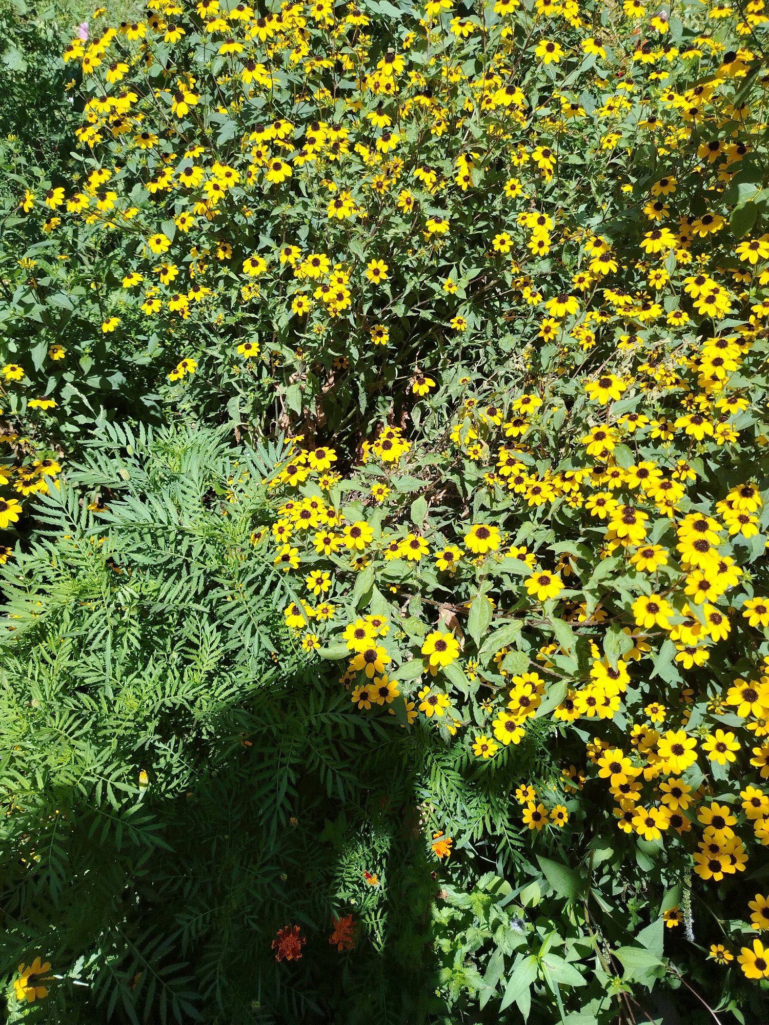 This is an aerial, close-up, full-frame photograph of a dense bed of yellow flowers, predominantly Black-eyed Susans, interspersed with green foliage. The flowers, characterized by their bright yellow petals and dark brown centers, are clustered together, creating a vibrant carpet of color. The green leaves and stems provide a lush backdrop, with some areas of deeper shadow indicating the presence of dappled sunlight. In the lower left and right portions of the image, a few orange marigold-like flowers are visible, adding a contrasting pop of color. The overall scene suggests a natural or cultivated garden setting, likely outdoors. There are no people, animals, or man-made structures immediately apparent in the frame. The image is devoid of any identifiable landmarks or context that would place it specifically within Taraz city administration, Kazakhstan.