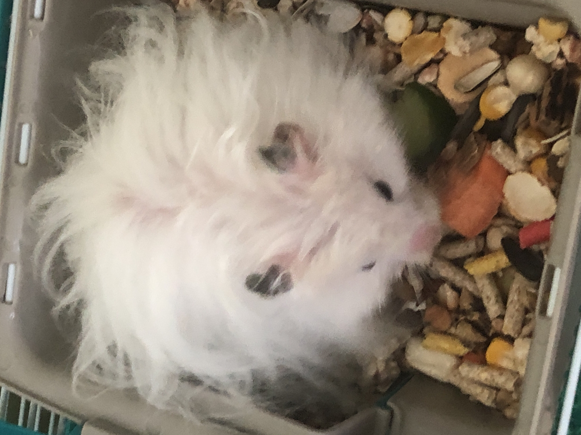 A fluffy white hamster with black markings on its ears is resting in a cage filled with food pellets and other hamster treats. The hamster's face is visible, with small black eyes and a pink nose. The cage appears to be made of grey plastic. The image is taken from a slightly elevated angle. The location in Solikamsk, Russia is not determinable from the image.