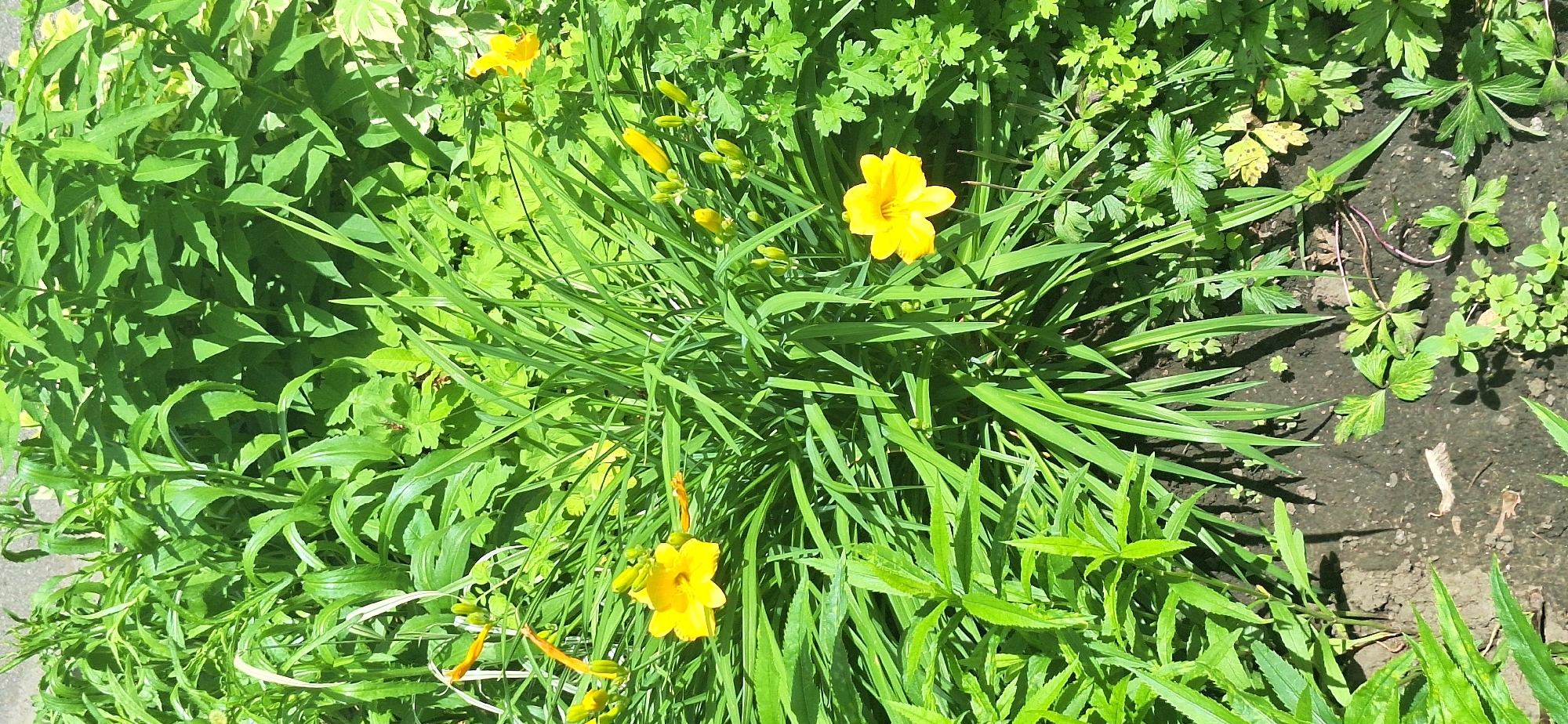 The image is a close-up, vertical shot of a garden bed filled with lush green foliage and several yellow daylilies in bloom. The flowers are vibrant and show their delicate petals. The plants are densely packed, creating a rich, textured green background. The ground visible at the bottom of the frame is dark soil with small green plants and some dried leaves scattered on it. The lighting suggests it is a sunny day, with dappled sunlight creating shadows and highlighting the textures of the leaves and flowers. The overall impression is of a thriving, natural garden. The location is in the city of Bila Tserkva, Ukraine.