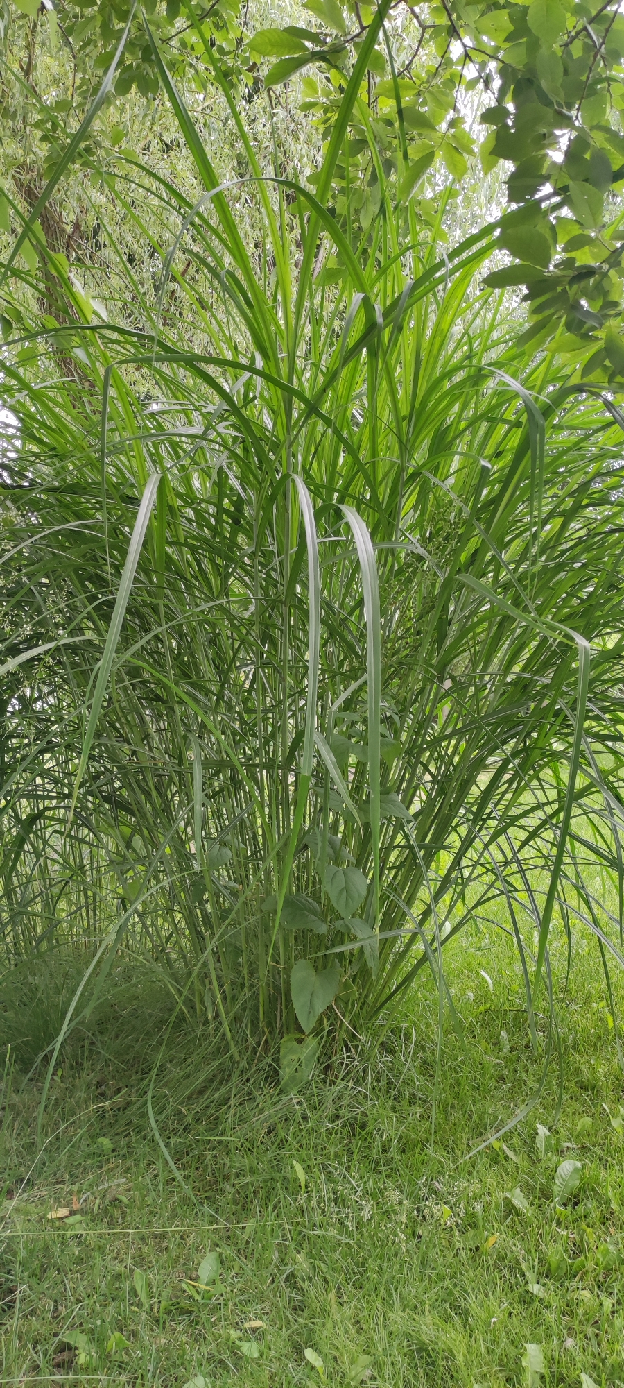 A clump of tall, green grass with long, slender blades dominates the center of the image. Some of the blades arch over the top and sides of the clump. In the lower portion of the clump, heart-shaped green leaves are visible. The grass is growing in an area with short, green grass covering the ground. In the background, blurry green foliage from trees and other plants can be seen, with some lighter colored leaves and branches interspersed. The overall impression is of a lush, natural setting within a park or garden. The location is specified as Rosinka, Russia.