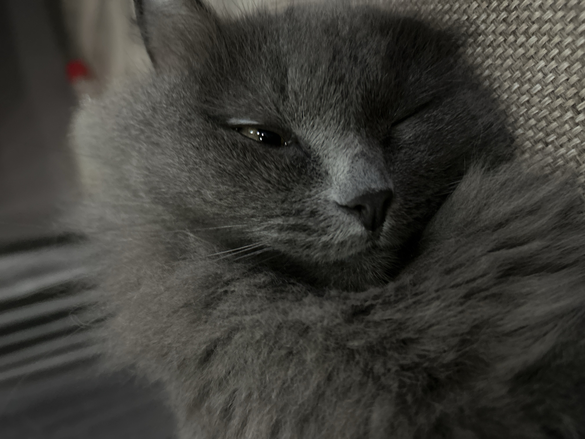 A close-up, eye-level shot captures a domestic feline, a long-haired grey cat with dense, charcoal-grey fur, curled on a light grey, woven fabric surface. The cat's right eye, dark and partially open, reflects multiple distinct light sources. Its dark grey nose and a portion of its muzzle are visible, nestled into its fur. The upper background is out of focus, showing blurred vertical dark grey lines and a small, indistinct red object to the far right. The specified location in the city of Chaikovsky, Russia, cannot be determined from the visual information present in the image.