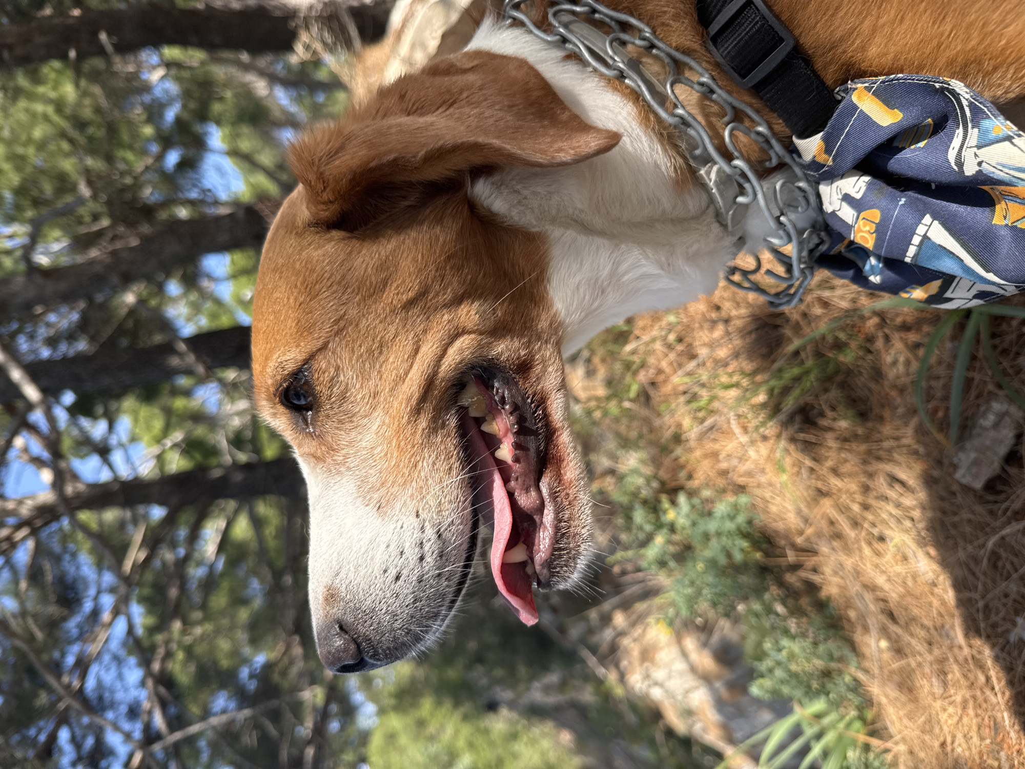 A close-up, slightly tilted shot shows a brown and white dog panting with its tongue hanging out. The dog is wearing a chain collar and a patterned bandana. The background shows glimpses of trees, suggesting an outdoor location. The specific location in Petrovac centar, Montenegro, is not discernible from the image.