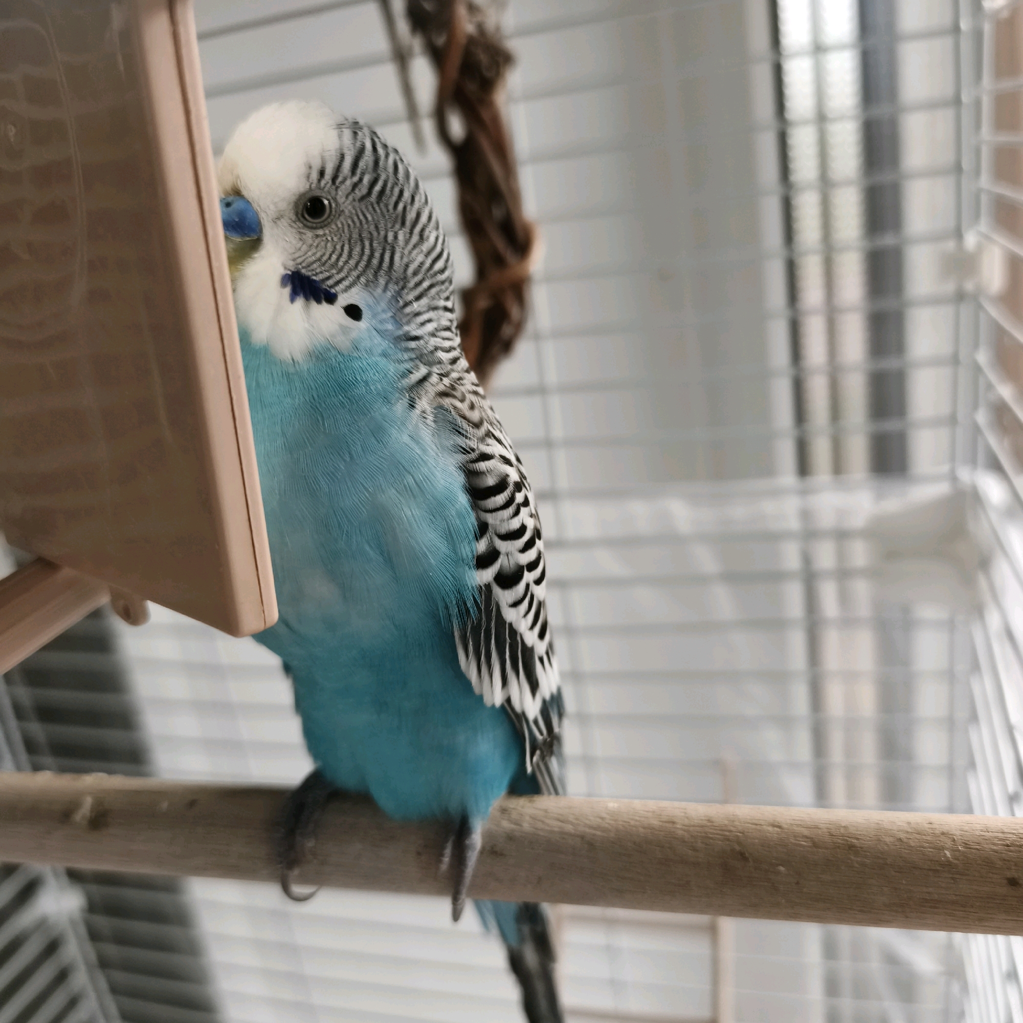 A budgerigar is perched on a wooden dowel inside a cage, looking into a pale pink mirror attached to the cage bars. The bird has a white head with black and grey markings, a bright blue cere, and vibrant blue feathers on its body and wings. Its left eye is visible, a dark pupil surrounded by a white iris. The cage bars are visible in the background, along with a blurred brown rope toy. The setting appears to be an indoor environment, possibly a home, in Chaikovsky, Russia, given the context provided.