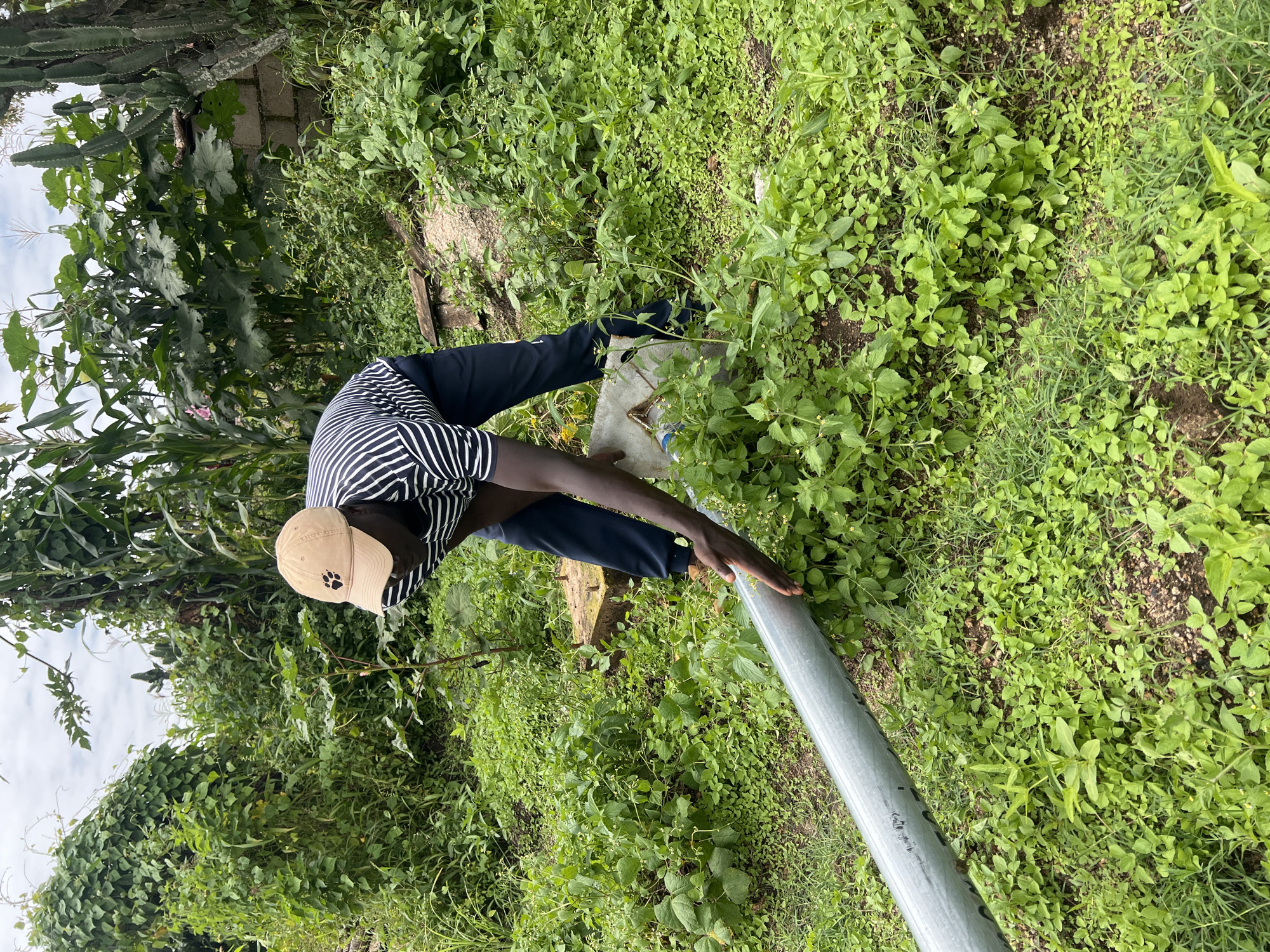 A man wearing a striped t-shirt and a light-colored baseball cap with a paw print logo is bending over in a lush, green outdoor environment. He is holding a section of a large, gray cylindrical object with both hands, appearing to be in the process of adjusting or moving it. The ground is covered in dense, low-lying green foliage and some taller plants. In the background, there are larger plants, including corn stalks, and a brick wall. The scene suggests a rural or semi-rural setting, potentially a garden or a yard. The image was taken in the city of Dong, Nigeria.
