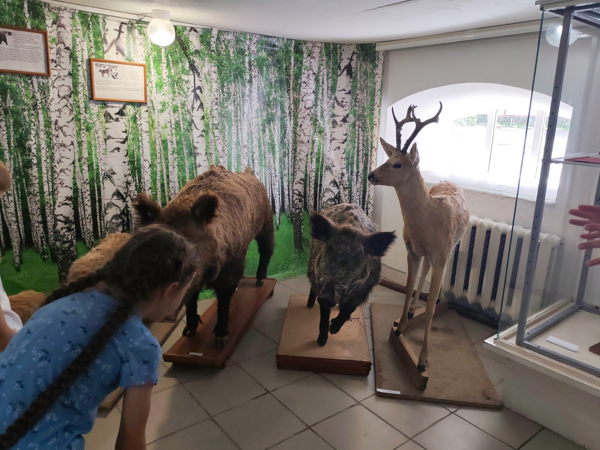 The image shows the interior of a museum exhibit with taxidermied animals and a young girl. A girl with braided dark hair, wearing a blue patterned shirt, is in the foreground, looking at the display. In the exhibit, there are three taxidermied animals: a large brown bear, a wild boar, and a deer with antlers. The animals are mounted on wooden platforms on the floor. Behind the animals, the wall is decorated with a mural of birch trees. To the right, a glass display case is visible, and a large window with an arched top allows natural light into the room. A radiator is located beneath the window. A framed picture is hung on the wall to the left. The floor is tiled. The overall scene depicts a natural history or wildlife exhibit.