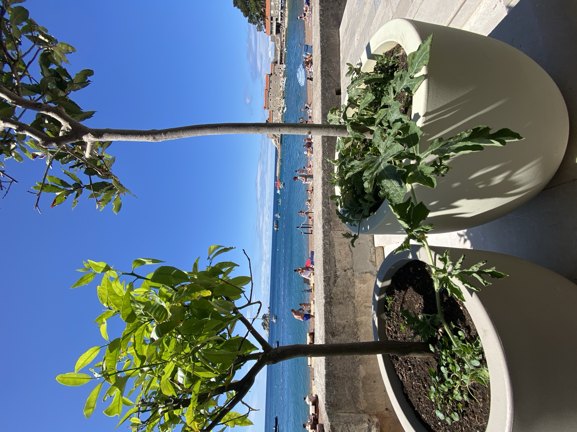 In Petrovac centar, Montenegro, this image captures a sun-drenched scene at the beach. In the foreground, two large, light-colored planters hold small trees. The planter on the left contains a tree with vibrant green leaves and a dark trunk, while the planter on the right holds a tree with a lighter trunk and sparser foliage, along with lush green ground cover.
Beyond the planters, a stone wall separates the paved area from the beach. The beach itself is populated with numerous people enjoying the day. Some individuals are seated on chairs, while others recline on towels. A few are standing, and one group appears to be playing in the shallow water. Numerous colorful beach umbrellas dot the sand.
The Adriatic Sea, a brilliant turquoise, stretches out to the horizon. Several boats, including sailboats and smaller vessels, are visible on the water. In the distance, a peninsula juts out into the sea, adorned with stone buildings topped with red tile roofs, indicative of a historic coastal town. The sky is a clear, vibrant blue with a few wispy clouds. The overall atmosphere is one of a peaceful and lively summer day by the sea.