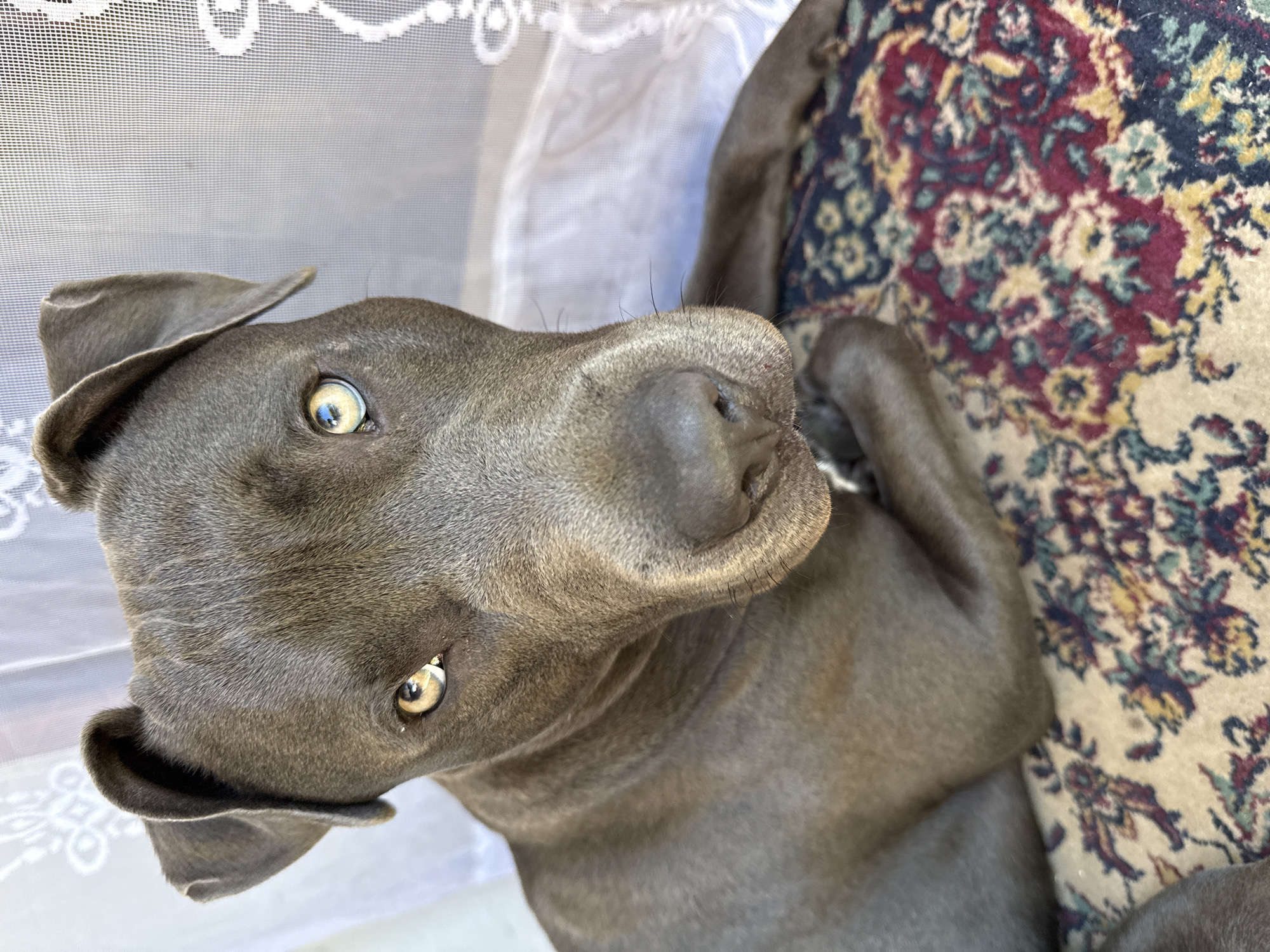 The image is a close-up, eye-level shot of a grey pit bull dog. The dog is lying down on a patterned rug with floral designs in red, yellow, blue, and green. The dog's head is turned towards the camera, and its eyes are wide and alert with a yellow-gold iris. The dog's ears are perked slightly upwards. Behind the dog, a white lace curtain is visible, casting a soft, diffused light on the scene. The background suggests an indoor setting, possibly a room in a house, with natural light filtering through the curtain. There is no visible indication of the location being in Zornitsa, Bulgaria, or any specific city.