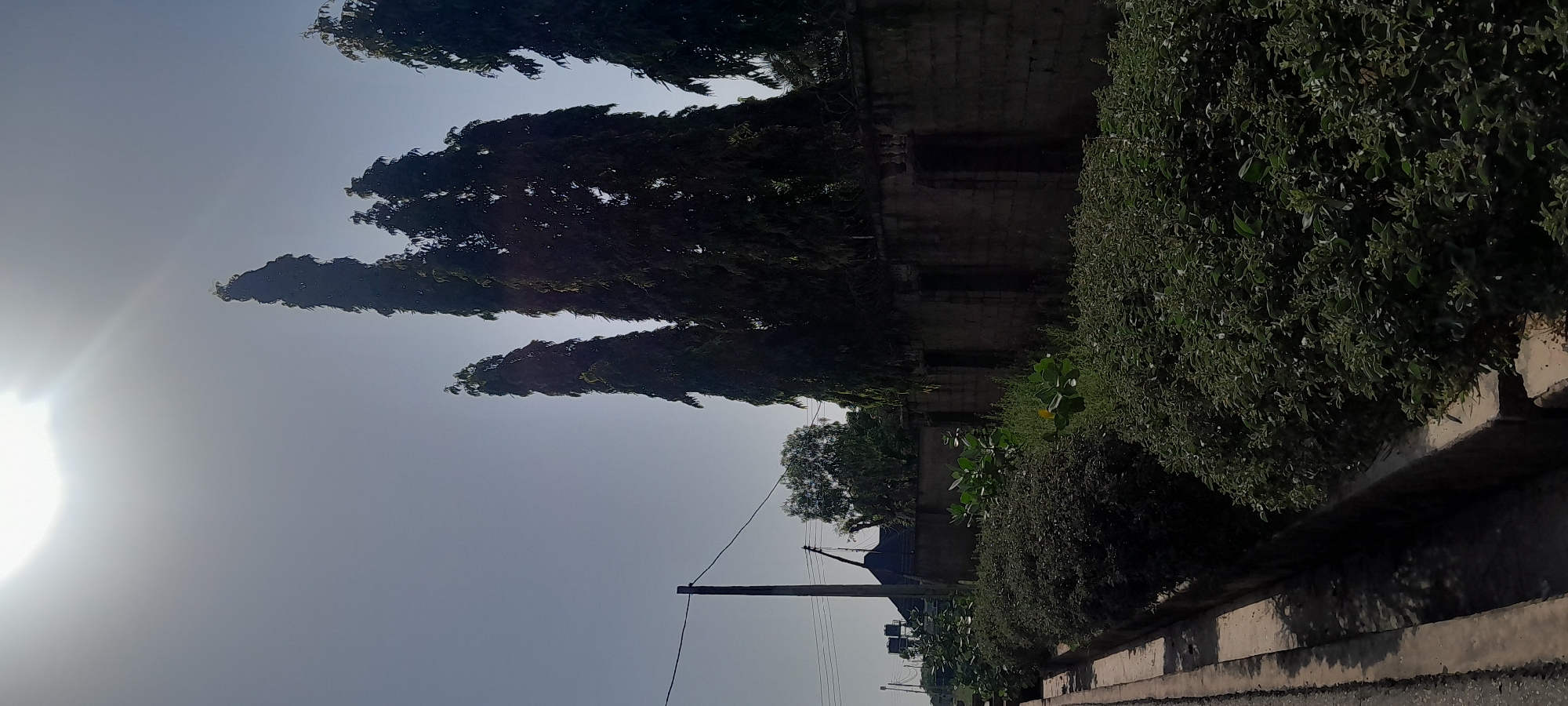 The image captures a street scene in Jalingo, Nigeria, under a bright, hazy sun. The foreground is dominated by lush green bushes lining a concrete gutter and a paved walkway. Beyond the bushes, a low, weathered brick wall stretches across the frame, punctuated by arched doorways or recesses. Behind the wall, several tall, slender trees with dense foliage rise sharply towards the sky. Their dark silhouettes contrast with the pale, hazy atmosphere. A utility pole with wires stands on the left side of the image, further down the street, with indistinct buildings and more vegetation visible in the distance. The overall impression is of a tropical urban environment with well-maintained greenery bordering a street.
