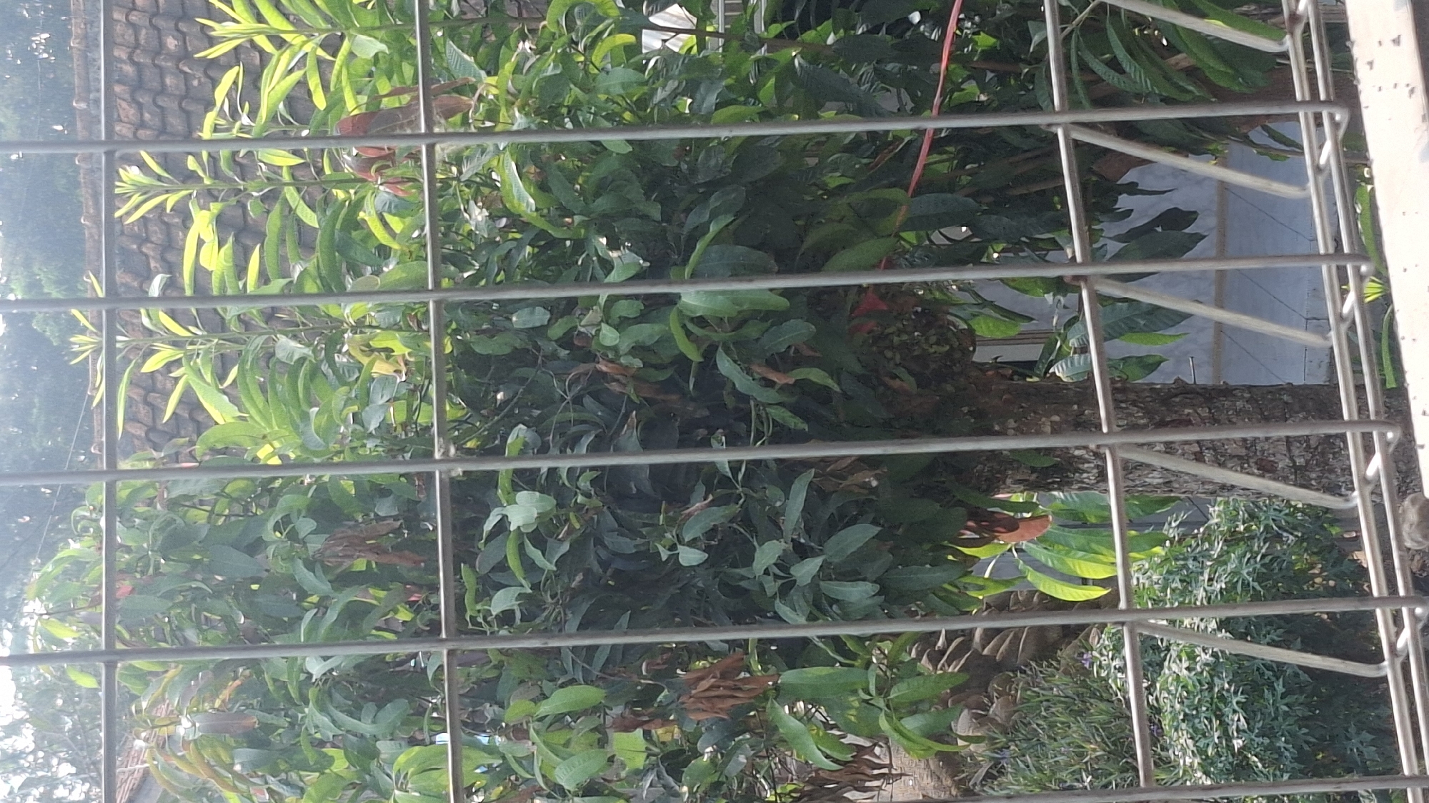 The image depicts a view through a metal fence of a tree with lush green foliage and some reddish-brown leaves. The tree has a rough, textured bark. In the background, there appears to be a tiled roof and a building. The scene is set in Rahong, Indonesia, with a sense of an outdoor, possibly residential, environment. The lighting suggests it is daytime.