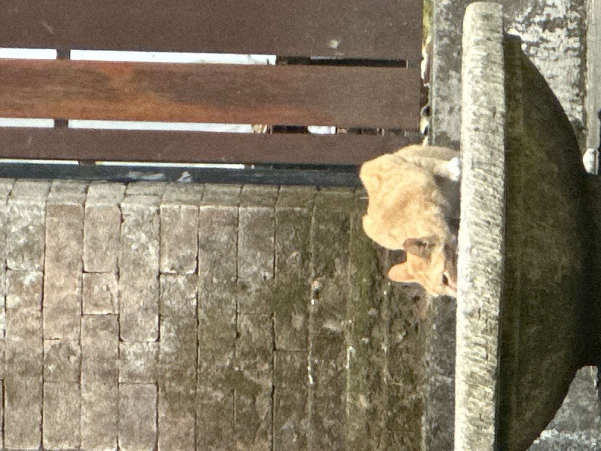 An orange tabby cat is captured in a low-angle shot, crouching on the edge of a stone basin. The cat's head is lowered, and its mouth appears to be touching the surface of the basin, suggesting it might be drinking. The background features a weathered brick wall on the left and a brown wooden fence with vertical slats on the right. The scene appears to be outdoors, possibly in a garden or courtyard in North Kuta, Indonesia, given the architectural style and lighting conditions.