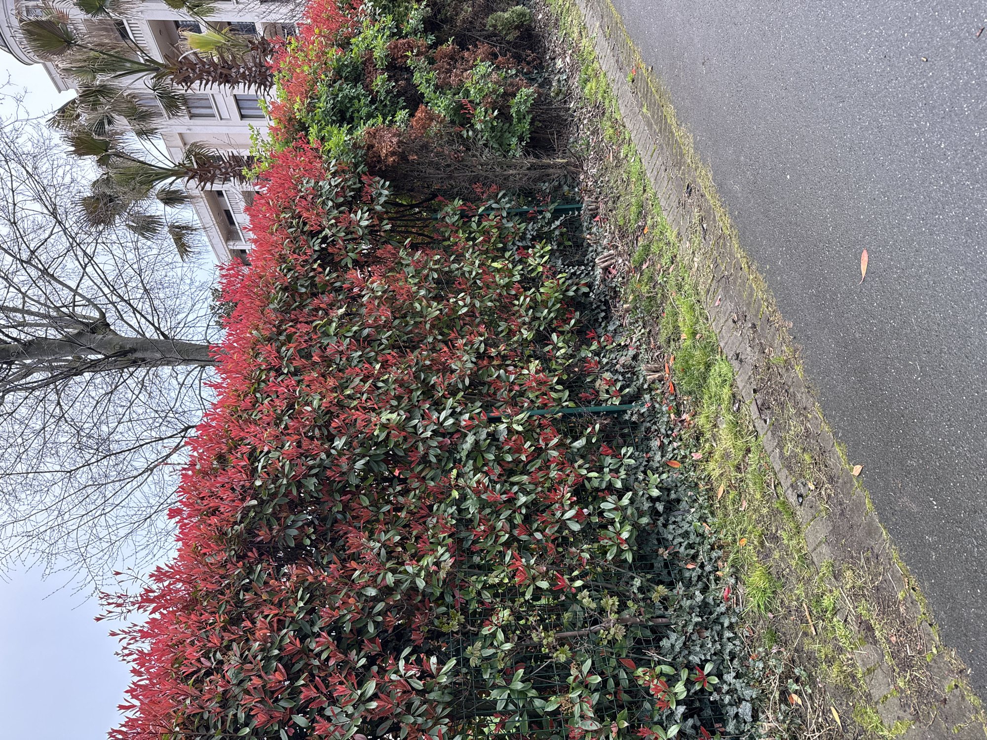 The image shows a view of a hedge with red and green foliage alongside a paved walkway adjacent to a street in Burgas, Bulgaria. A building with palm trees and a bare tree are visible in the background. The edge of the walkway is lined with grass and debris.
