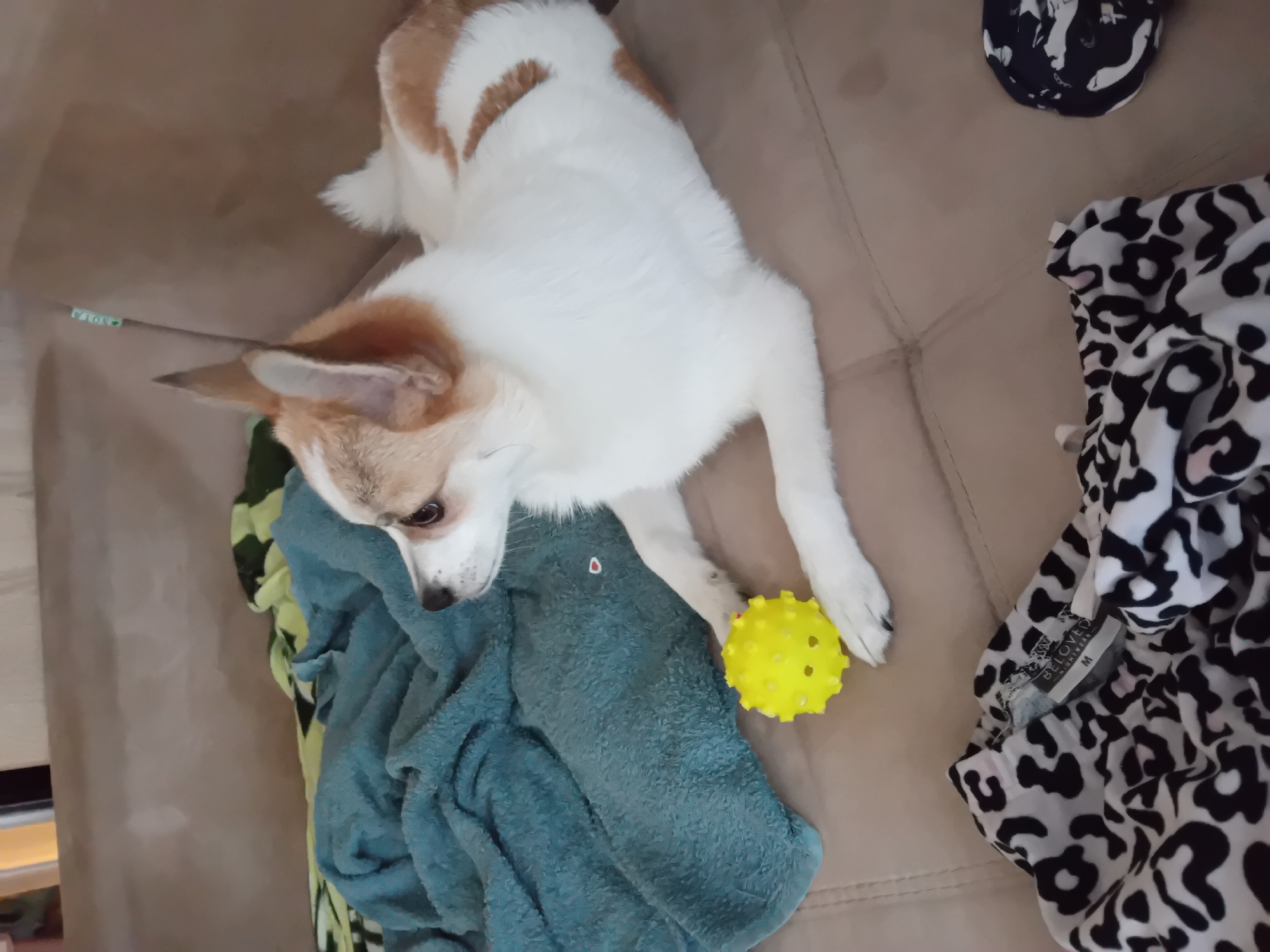 A white and tan Chihuahua dog lies on a tan sofa next to a blue blanket and a yellow spiky ball. Animal print pajama bottoms are in the foreground, with a tag indicating size M and brand "BELOVED NIGHTWEAR." A dark, patterned circular object is visible on the right side of the sofa. The lighting suggests an indoor setting. There is no information to determine the location in the city of Chuhuiv, Ukraine.