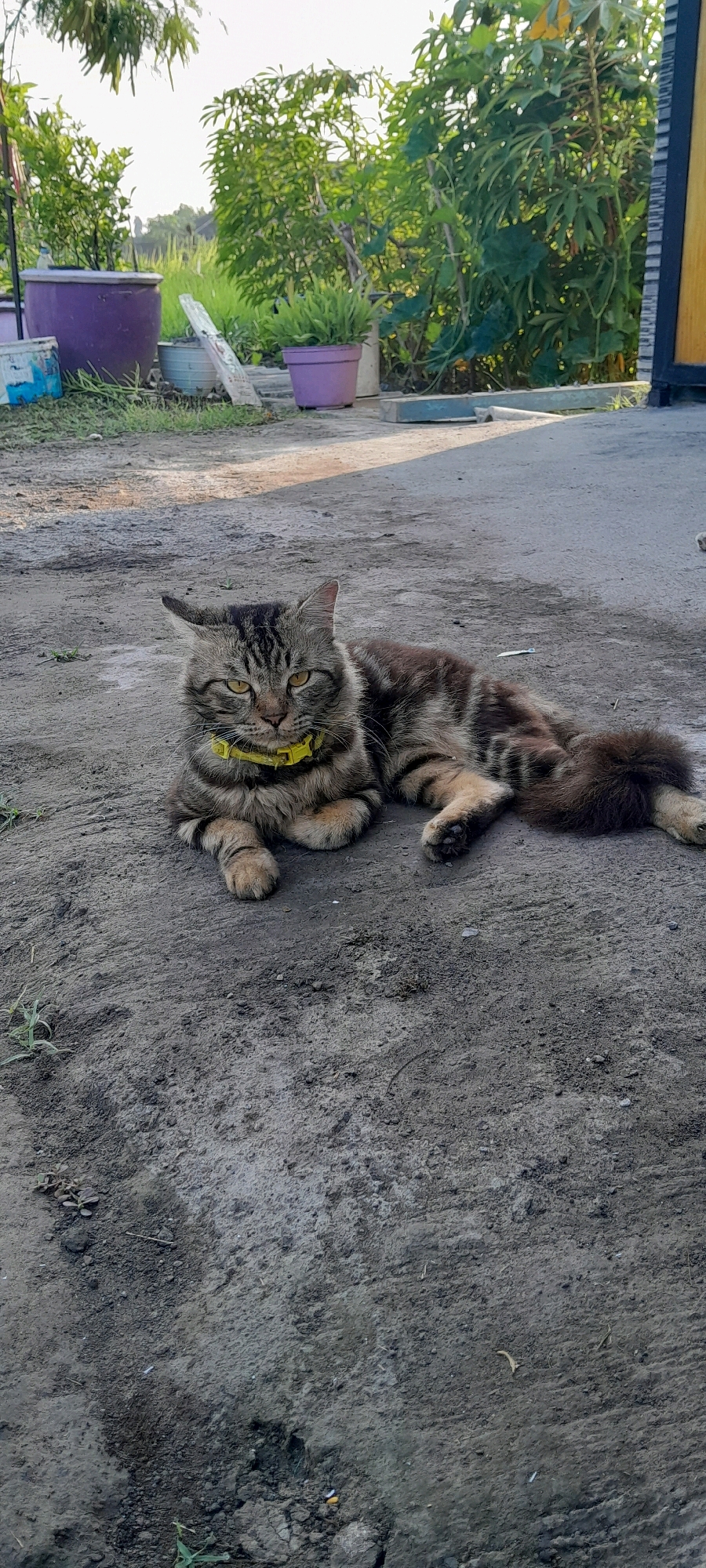 In Bendungan, Indonesia, a tabby cat with a yellow collar is lying on a dirt ground. The cat is positioned in the center of the frame, facing forward with its body extended. Its fur exhibits a pattern of brown and black stripes, and its eyes are a striking yellow. In the background, several potted plants are visible, including a large purple pot to the left and smaller purple pots further back. Green foliage and trees create a backdrop for the scene. The ground appears to be a mixture of dirt and small stones, with some patches of dry grass. The lighting suggests it is daytime, with shadows indicating the sun's position. A partial view of a fence or building with a yellow door is present on the right edge of the frame.