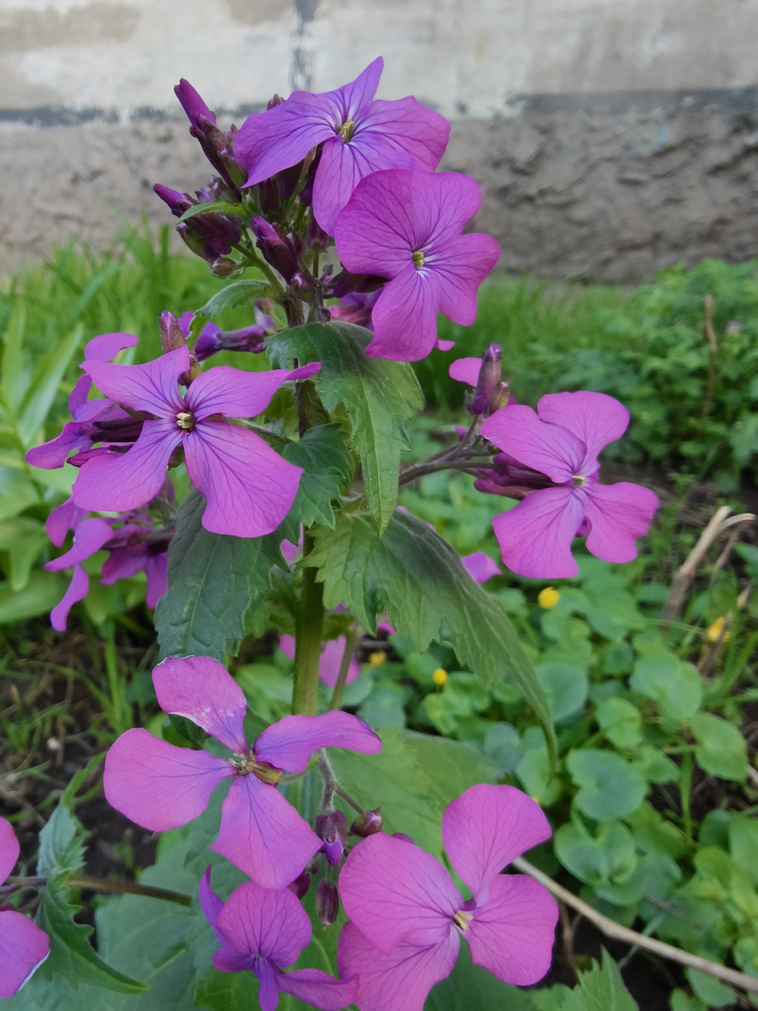 The image provides a close-up view of a cluster of vibrant purple flowers, likely *Lunaria annua* (Honesty), blooming in an outdoor setting in Kryvyi Rih, Ukraine. The main subjects are several open flowers, each displaying four broad, rounded petals of a rich magenta or violet color, with subtle vein patterns visible on their surfaces. A small, yellowish-green central structure is discernible within each open blossom. Numerous unopened flower buds, also purple, are clustered along the stems, suggesting ongoing bloom.
Dark green leaves, some with lightly serrated edges, are visible along the flower stalks. The background is softly blurred, indicating a shallow depth of field that keeps the flowers in sharp focus. This indistinct background features various green plants, including grass blades and other foliage with smaller, rounded leaves, along with a few tiny, bright yellow flowers scattered subtly throughout. Behind the greenery, a rough, light gray concrete wall is present, suggesting the plants are growing adjacent to a building or in a cultivated area.
The lighting in the photograph is soft and even, suggesting an overcast day or shaded conditions, as there are no harsh shadows. This gentle illumination enhances the vibrant hues of the flowers. No specific activity or event is taking place beyond the natural process of blooming. No text is visible in the image.