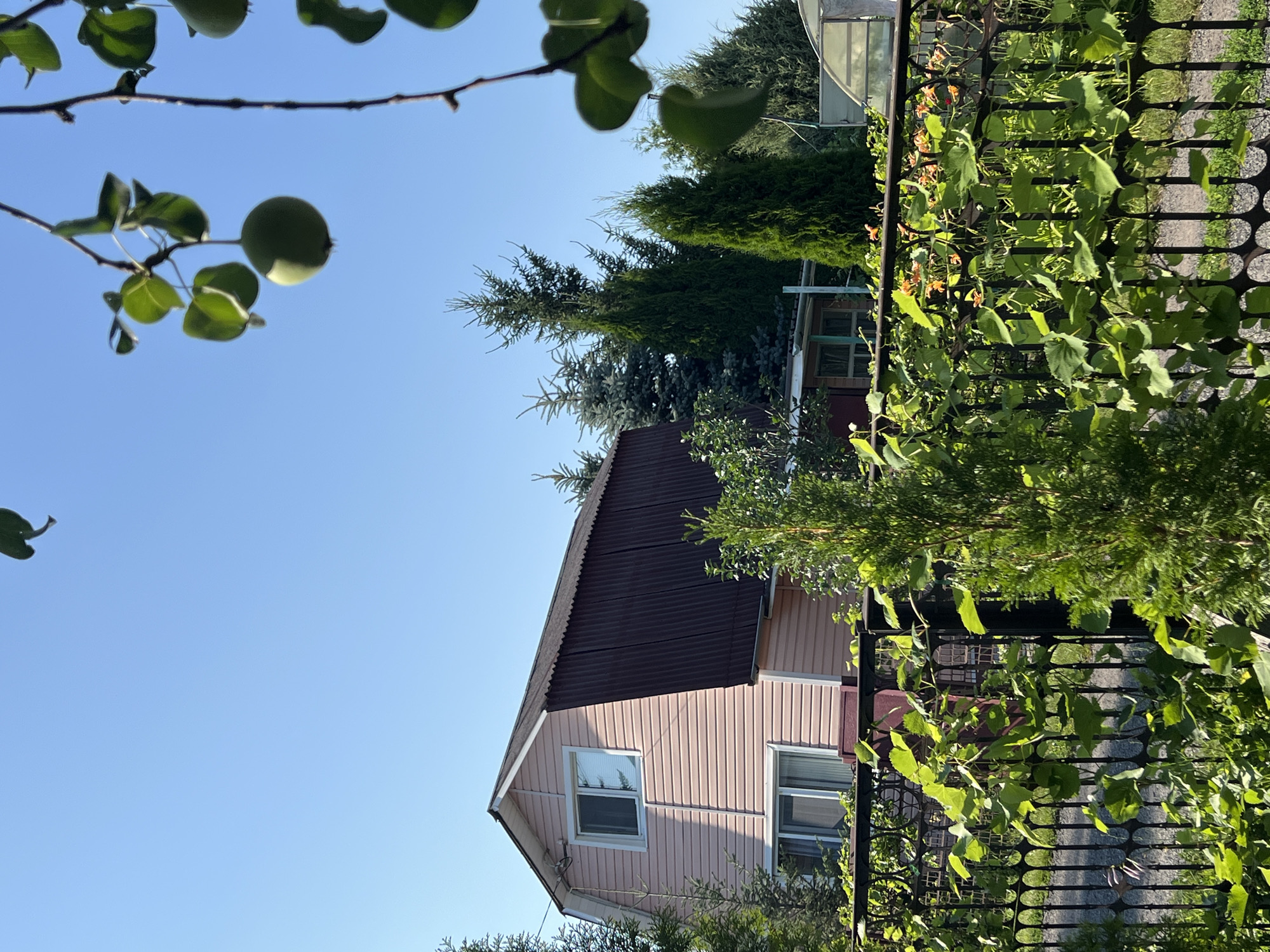 The image depicts a residential property in Lopatino, Russia, on a clear day with a blue sky. In the foreground, a black wrought-iron fence is partially covered by lush green vines. Behind the fence, a two-story house with light pink siding and a dark brown corrugated roof is visible. The house has white-trimmed windows. Several evergreen trees, including fir and cypress varieties, are situated around the property, some taller than the house. In the upper right portion of the frame, a tree branch with green leaves and a single green fruit hangs over the scene. Further in the background, a greenhouse structure can be seen. The environment appears to be a suburban or rural setting.