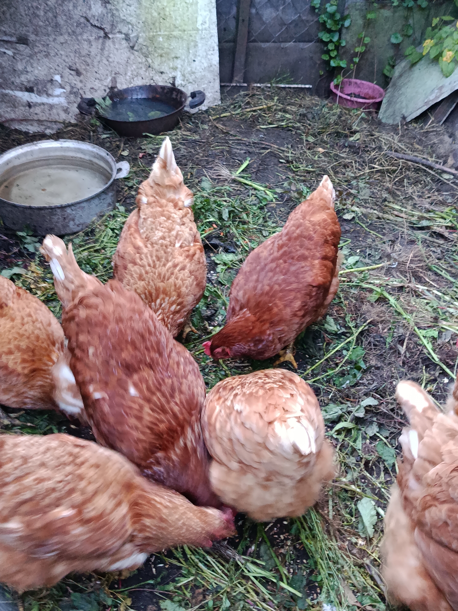 An overhead shot captures a group of seven brown chickens foraging on a patch of damp ground covered in green grass and dry leaves. The chickens are clustered together, with most of them bending down to peck at the ground, their heads obscured by their bodies. The environment appears to be an outdoor enclosure, possibly a farmyard, with a weathered concrete wall in the background. To the left, two metal bowls are visible, one filled with water and the other with dark liquid. A small pink plastic bowl is also present in the background, near a climbing plant. The scene is dimly lit, suggesting it might be overcast or late in the day. The overall impression is one of a typical farm scene.