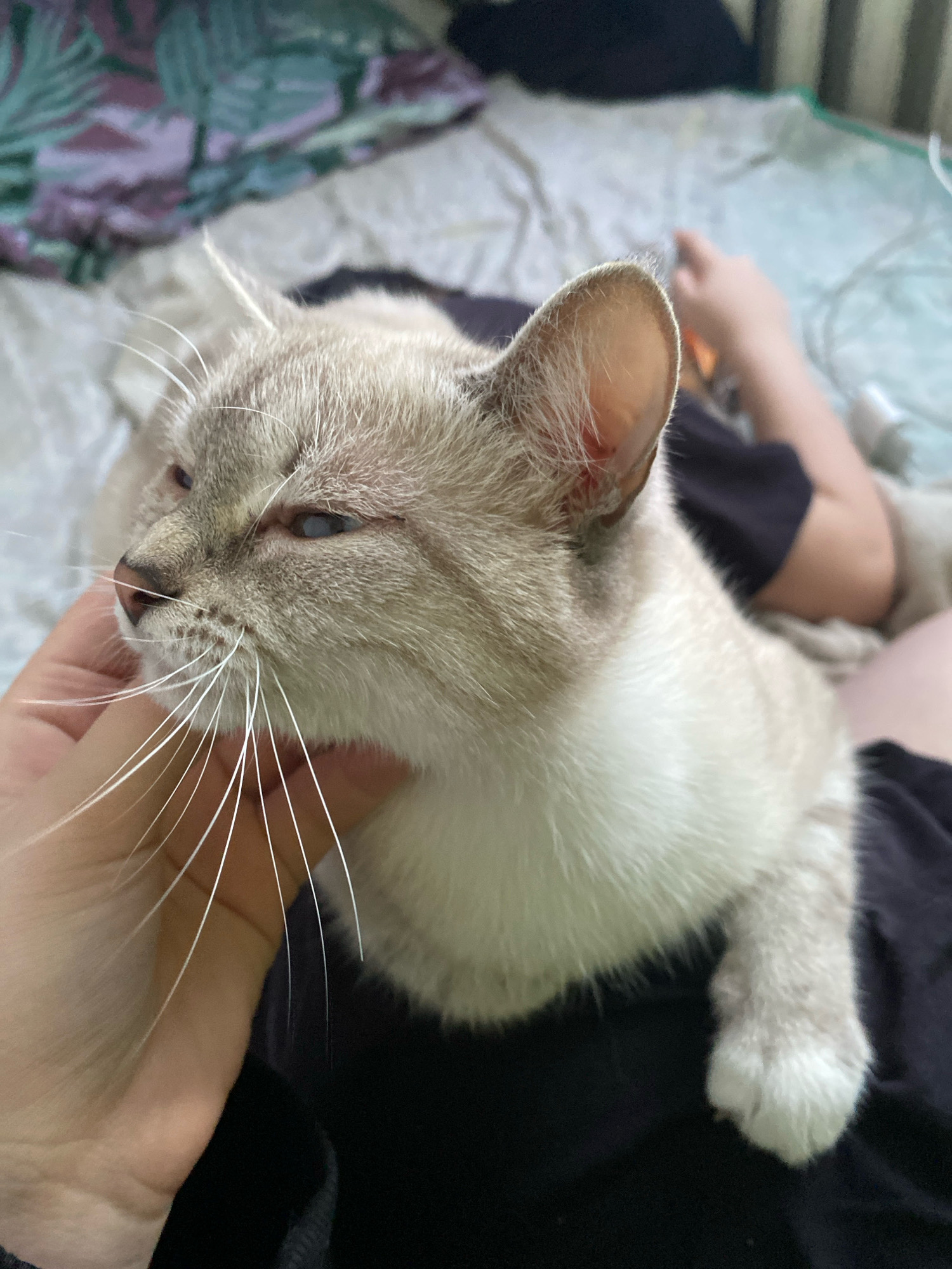 A close-up, eye-level shot captures a light-colored Siamese cat being petted by a person's hand. The cat is positioned on the person's lap, facing left with its eyes partially closed and a serene expression. Its white whiskers are prominent, fanning out from its muzzle. The person's hand is gently stroking the cat's cheek and chin. The background is blurred, showing a patterned blanket or bedspread, suggesting an indoor setting. There are no discernible urban elements, indicating the scene is not situated in a specific city location like Overyata, Russia. The image focuses solely on the interaction between the person and the cat, with no other subjects or objects of note.