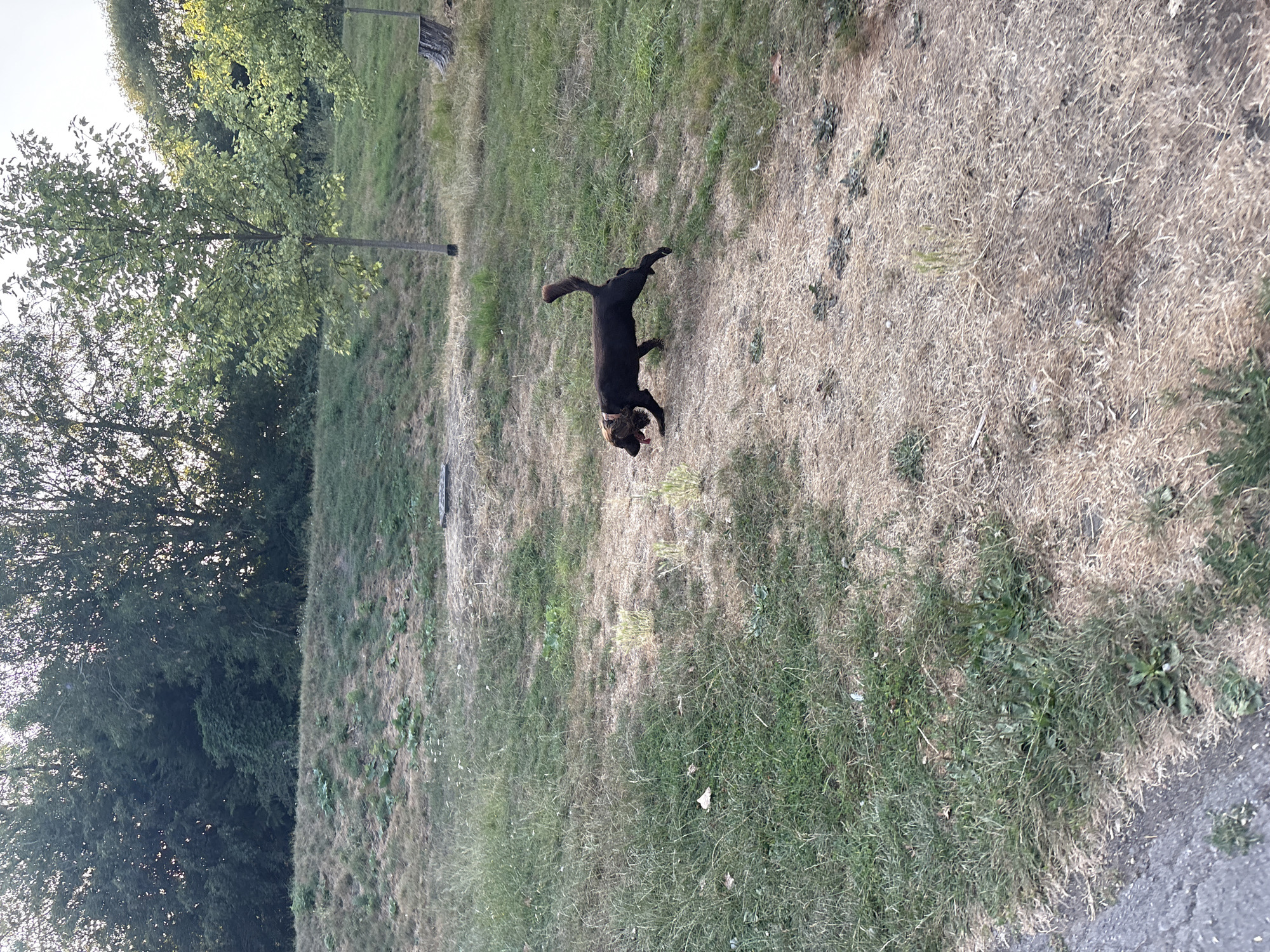 A medium-sized dark brown dog with a wagging tail is captured mid-stride in an outdoor park environment. The dog is wearing a brown collar and its tongue is slightly extended. The terrain is a mix of dry, light brown grass and patches of greener, longer grass, suggesting a warm weather climate. In the background, there is a gentle grassy incline leading up to a dense line of trees. A few younger trees with lighter green leaves are scattered in the mid-ground. The scene appears to be an open, natural area within a park, potentially in the city of Chelmsford, United Kingdom, given the presence of mature trees and undulating grassy slopes typical of such locations. There are no visible humans in the frame.