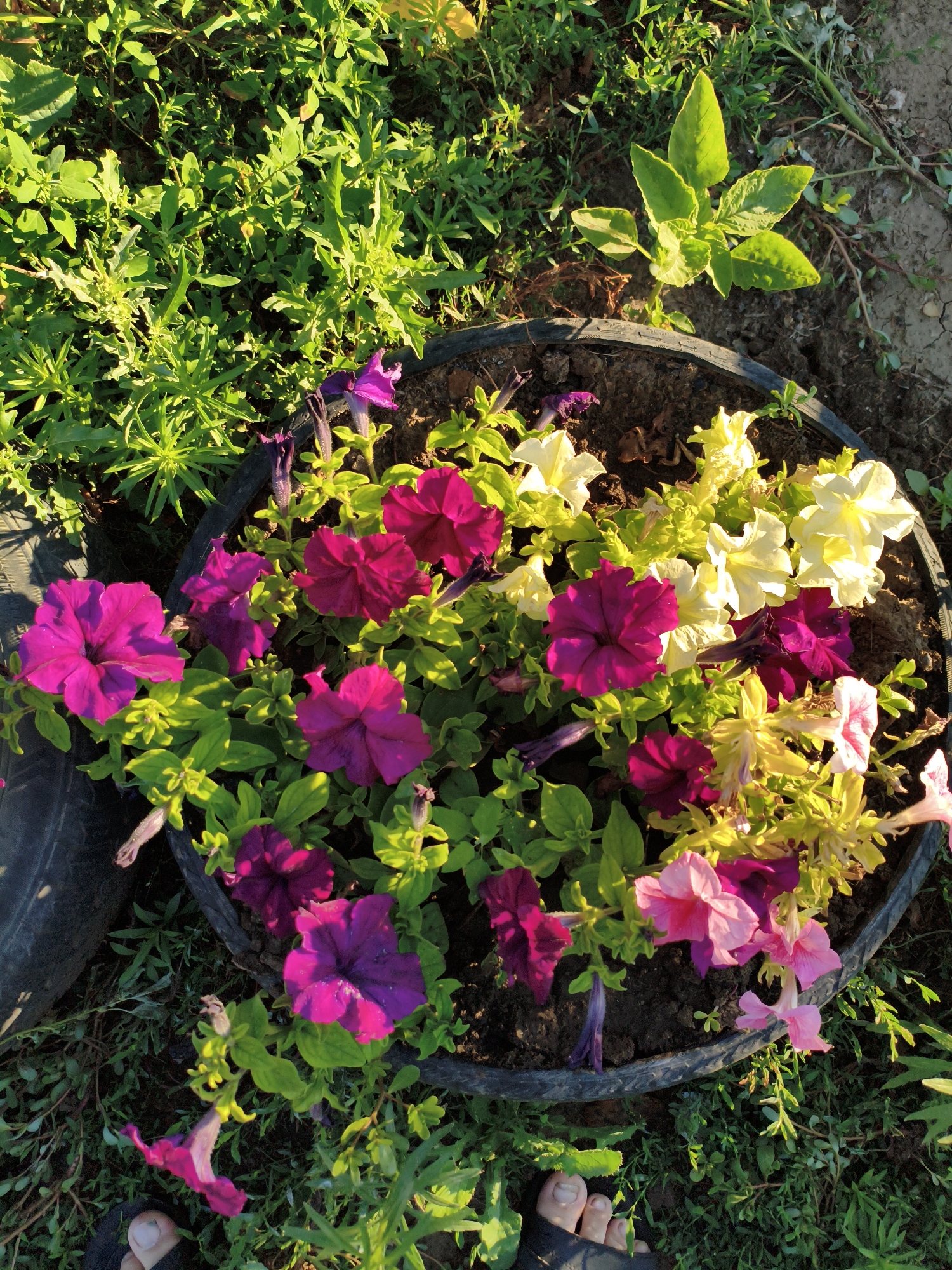 In a rural setting resembling the Aksuat village district of Kazakhstan, a circular planter, likely made from a repurposed tire, holds a vibrant assortment of petunia flowers. The petunias display a range of colors, including deep fuchsia, magenta, light pink, and pale yellow. The planter is nestled amongst lush green foliage and sparse, dry soil, indicating an outdoor environment. The sunlight, casting long shadows, suggests it is either early morning or late afternoon. A human foot, partially visible at the bottom of the frame, is wearing a dark sandal, with toes exposed. The overall scene captures a close-up view of the flowers and their immediate surroundings, highlighting the natural beauty of the cultivated plants against a backdrop of wilder vegetation.