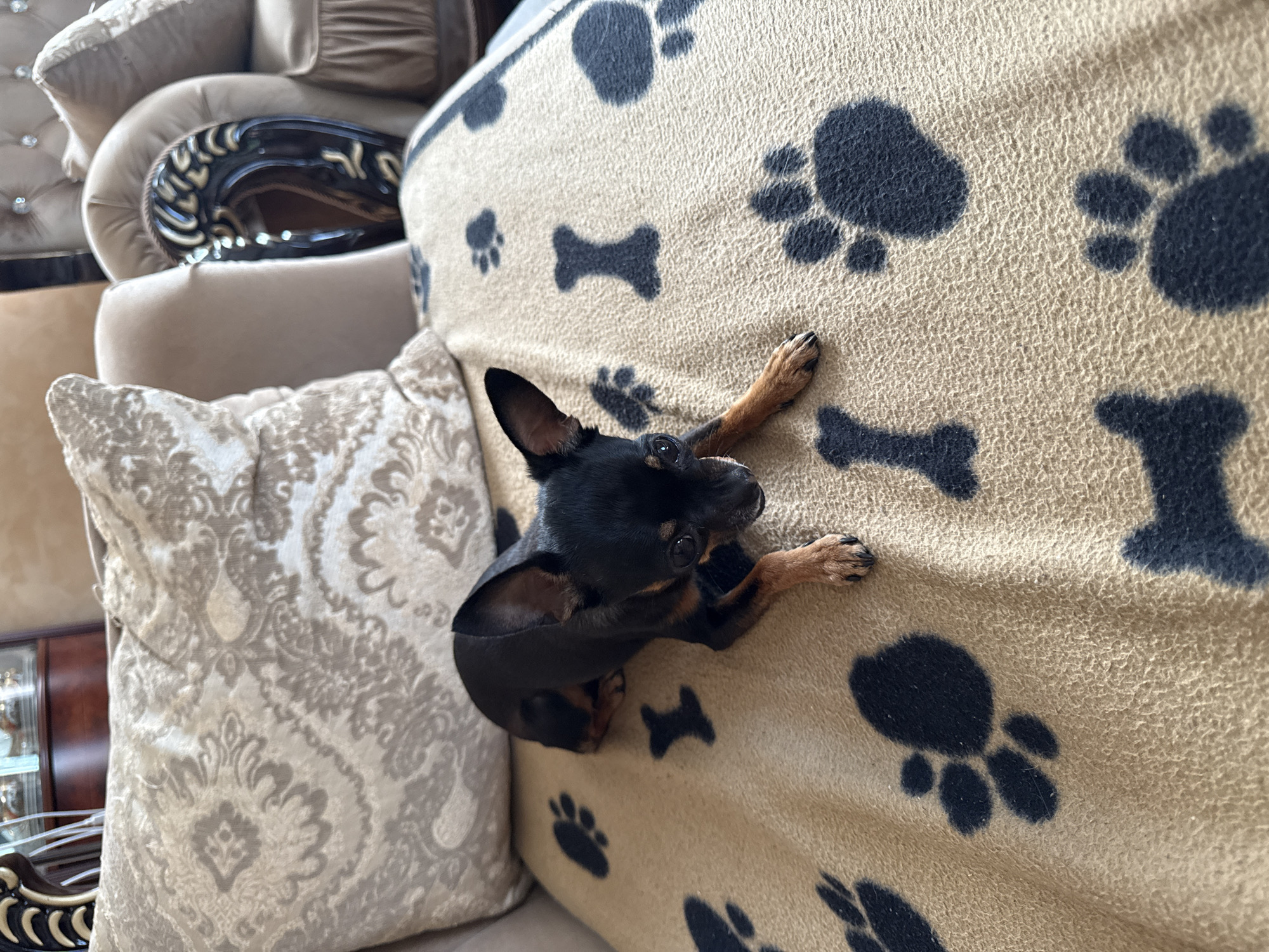 A small black and tan chihuahua dog is lying on a tan fleece blanket with a pattern of dark paw prints and bones. The dog is facing towards the right side of the frame, with its head slightly lowered. Its front paws are extended forward, and its hind legs are tucked underneath. The blanket is draped over a sofa, with a patterned throw pillow visible behind the dog. The background shows parts of a plush sofa with ornate dark wood trim and tufted upholstery. The image appears to be taken indoors in a domestic setting. There is no visible indication of the location being in Russko-Vysotskoe, Russia.