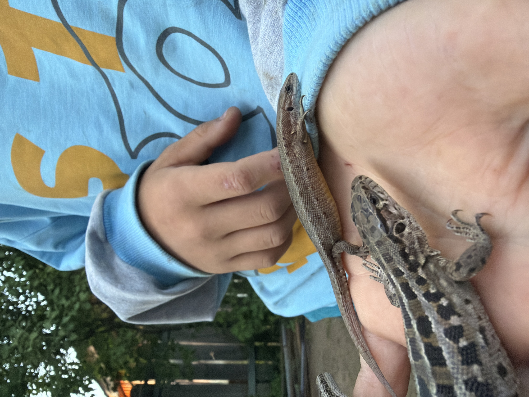A close-up, eye-level outdoor shot shows a child's hands holding two lizards. The child, likely a young person, wears a light blue long-sleeved shirt with a yellow and dark gray graphic design. The shirt's sleeve is visible on the left, with the child's fingers slightly bent, and the arm extends into the frame.
Two small, wild-looking lizards are resting on the child's right hand. One lizard is positioned along the child's palm and fingers, facing towards the wrist. It has a slender body with brownish-gray scales. The second lizard, partly obscured, is visible on the outer part of the hand and wrist. This second lizard has more distinct dark spots and stripes on its back. Both lizards appear calm and are not actively trying to escape, with one having its head and front legs visible near the child's thumb. There are faint scratches visible on the child's skin, possibly from handling the lizards or other outdoor play.
In the background, out of focus, green foliage suggests an outdoor setting, possibly a garden or yard in Гаревая, Russia. A blurred wooden fence is also faintly visible. The lighting indicates it is daytime. No discernible text is visible on the child's clothing or in the background.