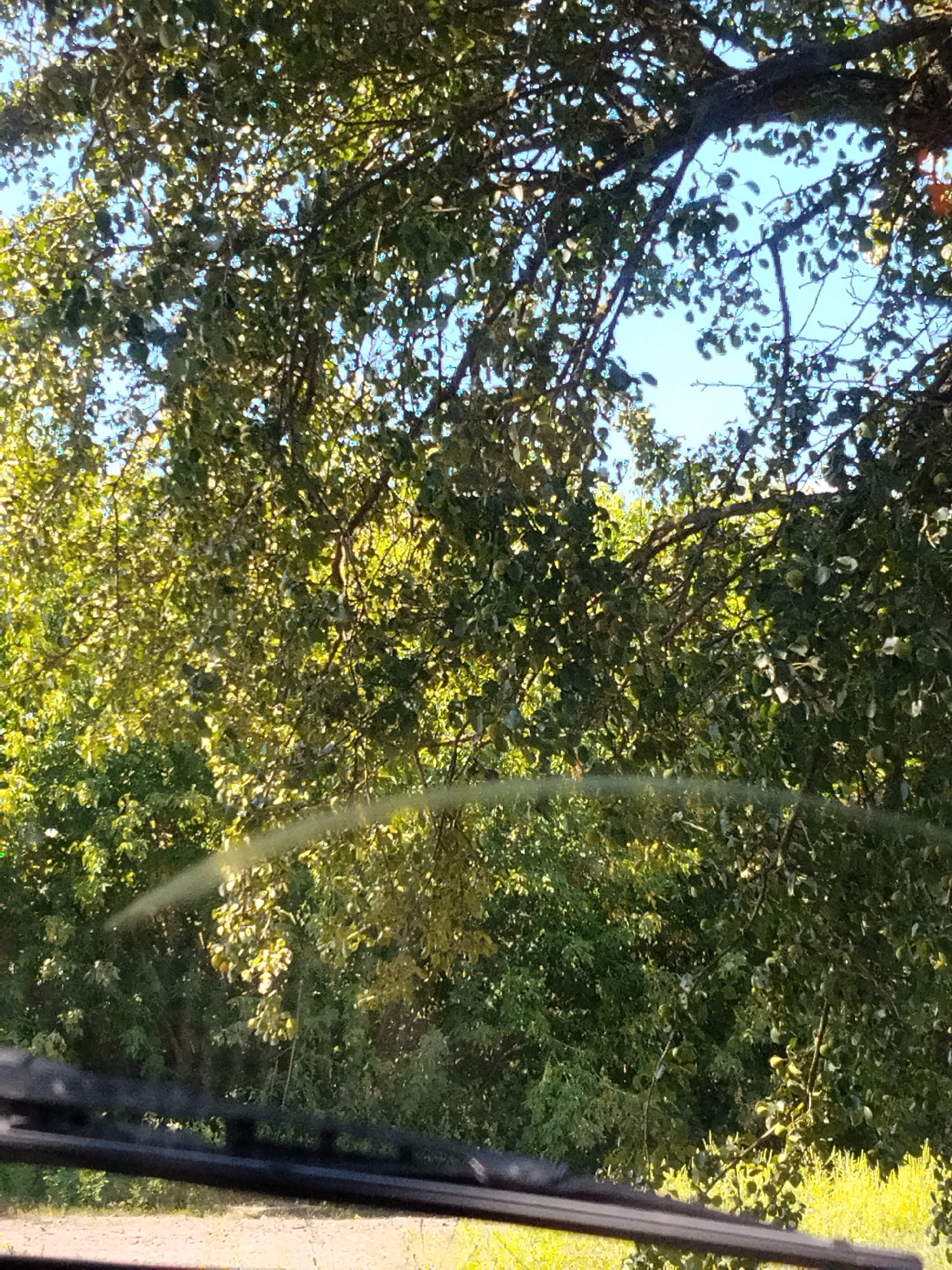 The image depicts a close-up view of lush green foliage, likely from trees, with sunlight filtering through the leaves and branches, creating dappled light and shadow. The sky, visible in patches between the leaves, appears to be a clear blue. In the foreground, a dark, horizontal object, possibly the edge of a windshield wiper or a dashboard, is visible, partially obscuring the view of the trees. The overall scene suggests an outdoor environment, possibly a park or a roadside, with the foliage dominating the frame. There are no people or specific landmarks that can be identified to pinpoint a location within Hoholeve, Ukraine.