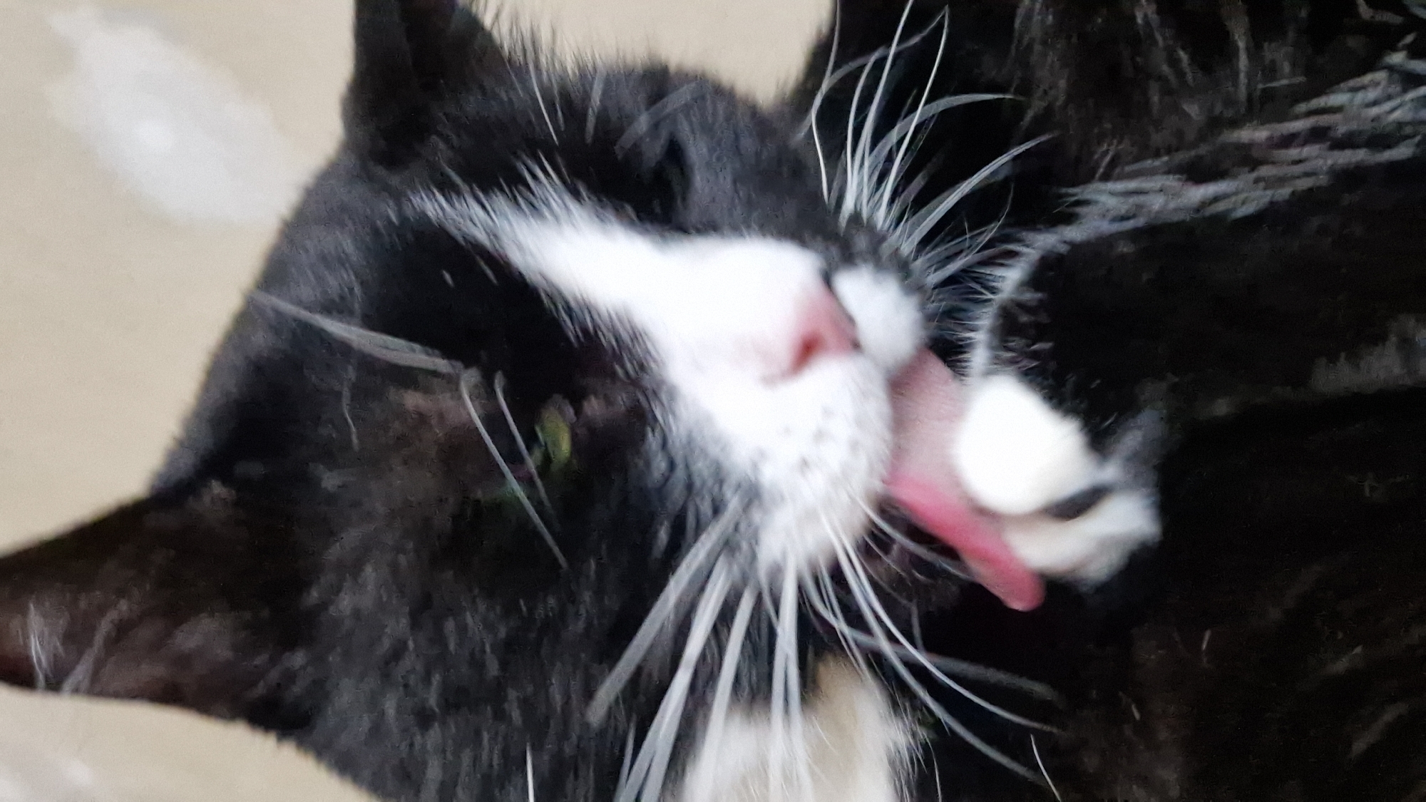 A black and white cat is captured in a close-up shot, mid-groom. Its pink tongue is extended, licking its white paw. The cat's fur is predominantly black with a distinct white blaze down its muzzle and chest. Its eyes, partially visible, appear to be a shade of green. The background is a neutral, out-of-focus beige, suggesting an indoor environment. There is no indication of the city of Riga, Latvia, in the image.