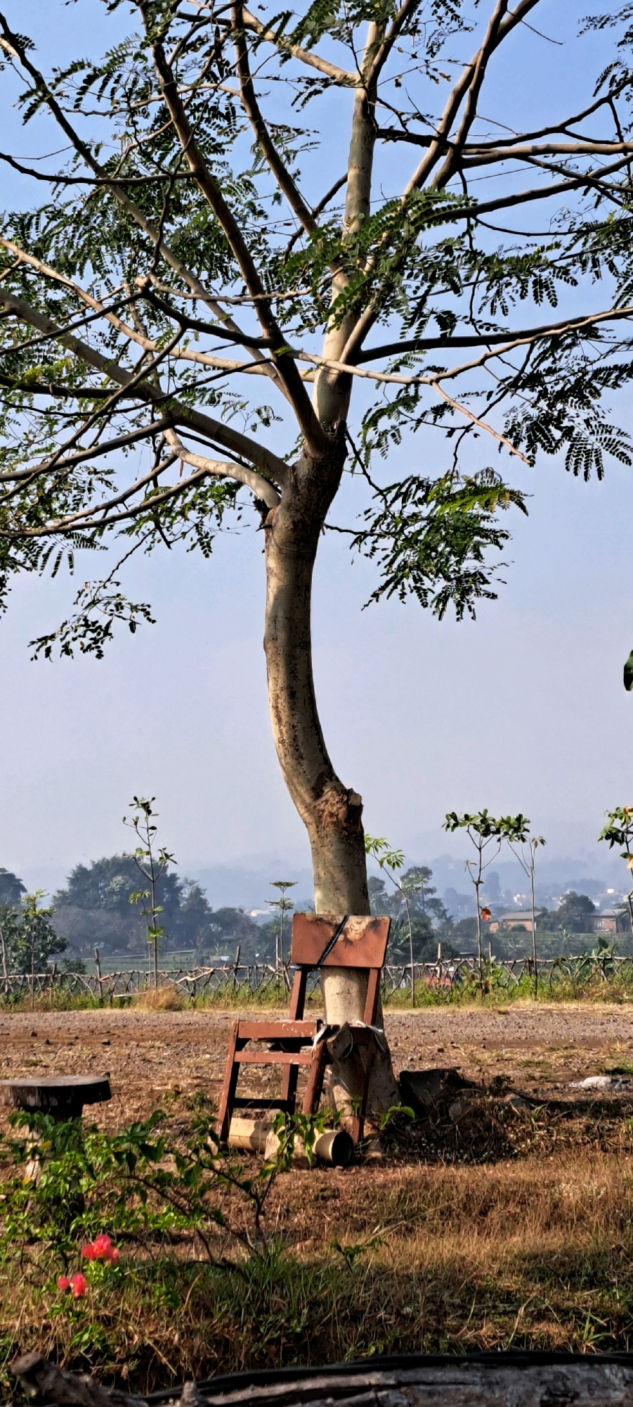 This vertical, full-shot, outdoor photograph captures a serene scene with a prominent tree as the central subject. The tree, with its slender, light-colored trunk and sparse, green foliage, dominates the upper half of the image, its branches reaching towards a clear, pale blue sky. A weathered, reddish-brown wooden chair with an exposed metal frame is propped against the tree's trunk at its base. To the left of the tree, a dark, circular wooden stump serves as a low table. In the foreground, a patch of vibrant green foliage with small pink flowers adds a touch of color to the dry, brown grass and earth. A rustic, low wooden fence runs horizontally across the mid-ground, behind which lie more trees and rolling hills fading into a hazy, distant landscape. The overall impression is one of a quiet, natural setting, potentially in a rural or park-like area, evoking a sense of stillness and simplicity. The image does not contain any discernible people or overt actions.
