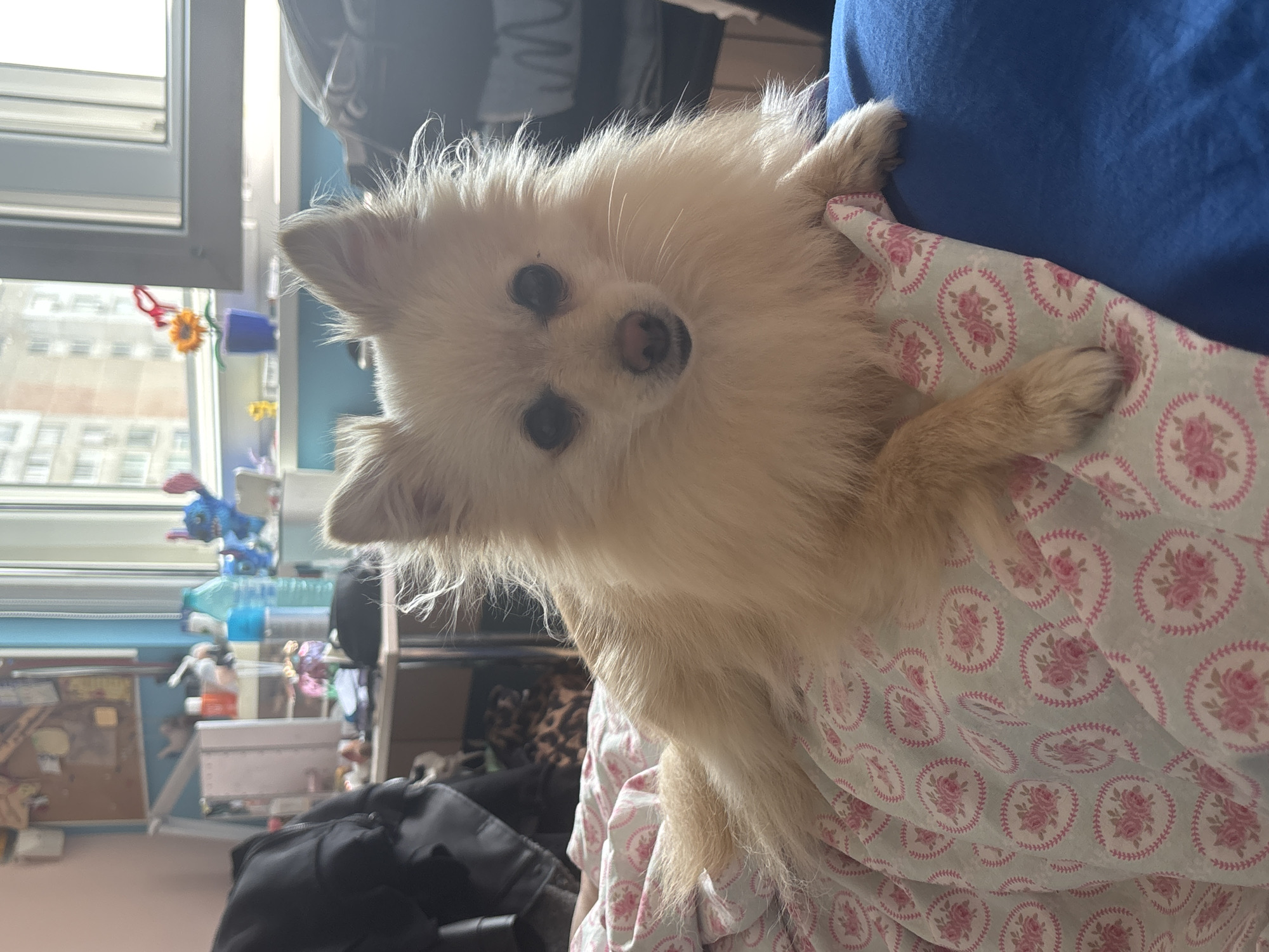 A small, fluffy, light-colored dog, likely a Pomeranian, is the central subject of the image. The dog has dark, round eyes and a pink nose, and its head is tilted, looking directly at the viewer with an inquisitive expression. It is being held by a person, whose blue-sleeved shoulder is visible on the right. The dog is comfortably nestled in a light blue fabric patterned with repeating pink roses within circular borders.
In the background, a white-framed window on the left offers a view of distant apartment buildings, indicating an urban setting. Bright natural light streams through the window, suggesting it is daytime. Several small, colorful objects are hanging near the window, including a red heart-shaped clip, a yellow flower decoration, and a blue cup-like item. Further into the room, blurry household items such as a black bag or jacket and what appears to be a leopard-print cushion or blanket are visible. The walls appear to be light blue in some sections. No text is visible in the image. The urban architecture is consistent with the provided location context of Sofia, Bulgaria.