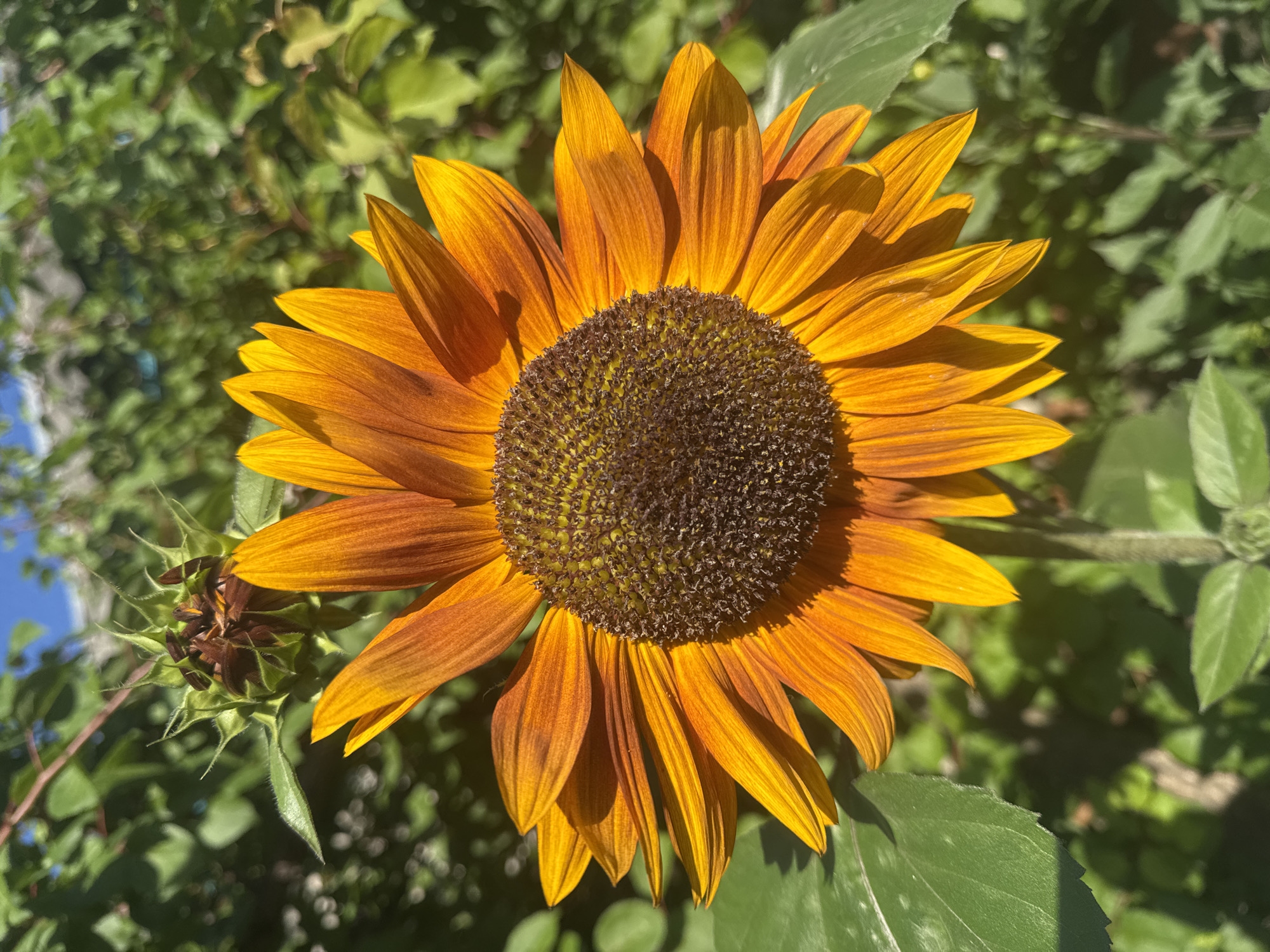 A close-up, eye-level shot features a vibrant, fully bloomed sunflower with fiery orange and yellow petals against a blurred background of green foliage and a hint of blue sky. The sunflower's center is a dark brown disc covered in seeds, with smaller, unopened buds visible in the upper left corner. The lighting suggests a sunny day, casting shadows on the petals and highlighting their texture. The image appears to be taken outdoors in a garden or natural setting, potentially within the city of Kremenchuk, Ukraine, given its naturalistic subject matter. There are no people or discernable man-made structures in the immediate vicinity of the flower.