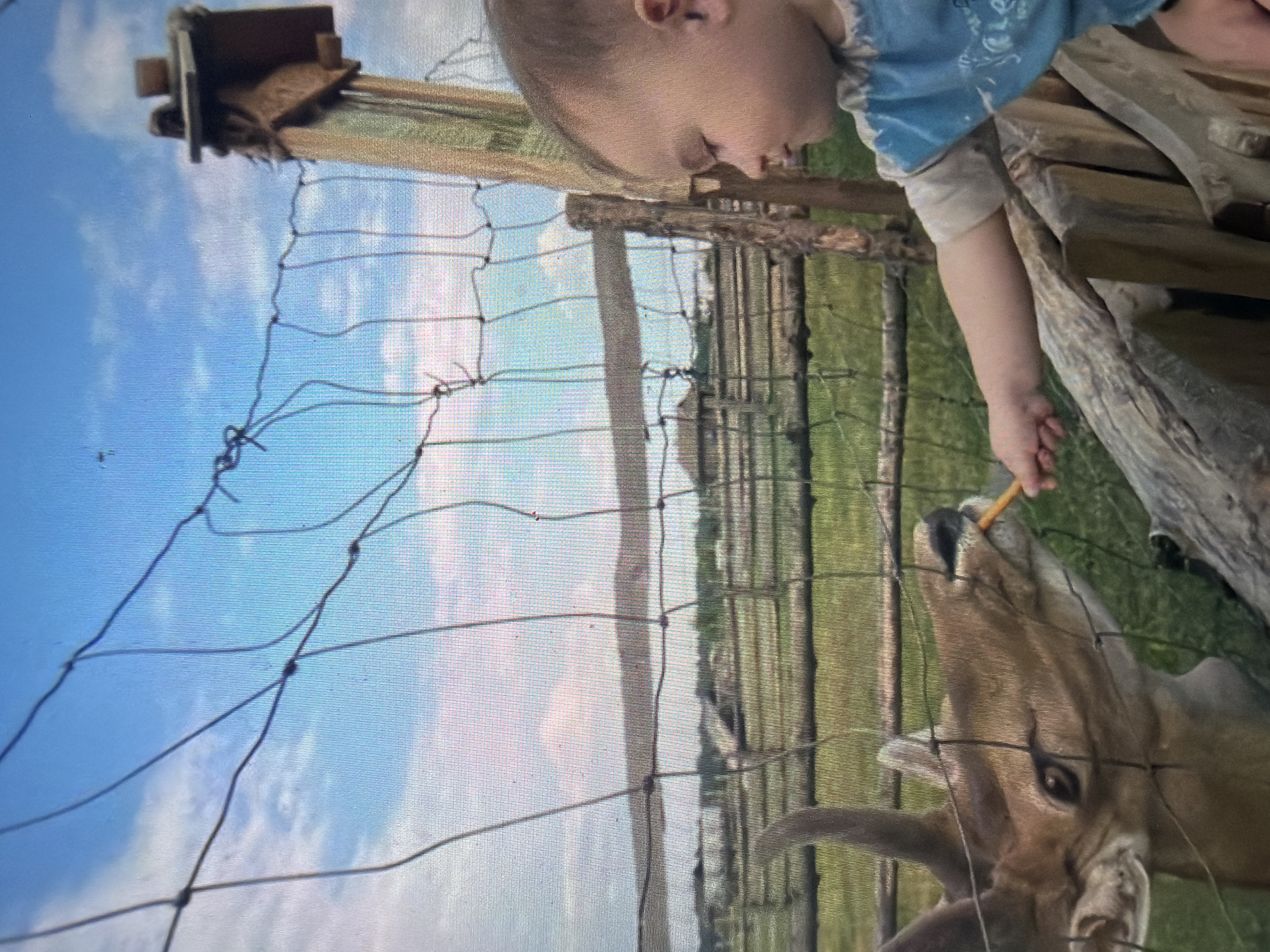 The image captures a close interaction between a young child and a deer through a wire fence. A young child, with fair skin and wearing a blue short-sleeved shirt over a lighter long-sleeved shirt, is positioned on the right, extending their right arm through a wire mesh fence to offer a small orange carrot. A light brown deer with antlers, located on the lower left, is consuming the carrot from the child's hand. The deer's head is angled upward, its mouth open around the carrot.
The foreground is dominated by a dark wire mesh fence, which separates the child from the deer. Behind the main fence, additional wooden fencing and posts delineate an enclosure with green grass. In the midground, beyond the immediate enclosure, there are more fields of green grass and several distant, low-rise structures or buildings. The far background reveals a horizontal expanse of water, possibly a lake or large pond, topped by a distant, dark landmass under a blue sky dotted with scattered white clouds. A weathered wooden post with a small, multi-tiered wooden structure, resembling a birdhouse or feeder, is visible on the far right, partially obscured by the sky. The scene is located in Shumen, Bulgaria.