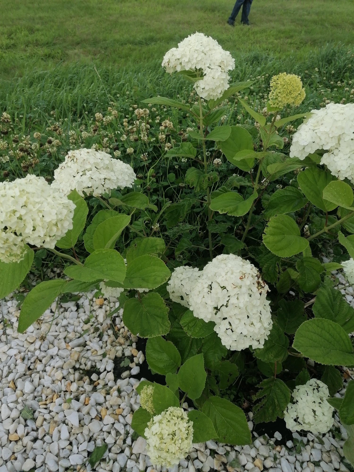 A low-angle, medium shot captures a patch of white hydrangeas in bloom, interspersed with smaller clover flowers and a light green, less mature hydrangea bloom, situated on a bed of white gravel. The hydrangeas are abundant and spherical, with many small white petals. The leaves of the hydrangeas are a vibrant green. In the background, a blurry expanse of green grass stretches upwards, with the legs and feet of a person in dark pants and shoes visible walking in the far distance, suggesting a park or outdoor setting. The lighting suggests it is daytime.