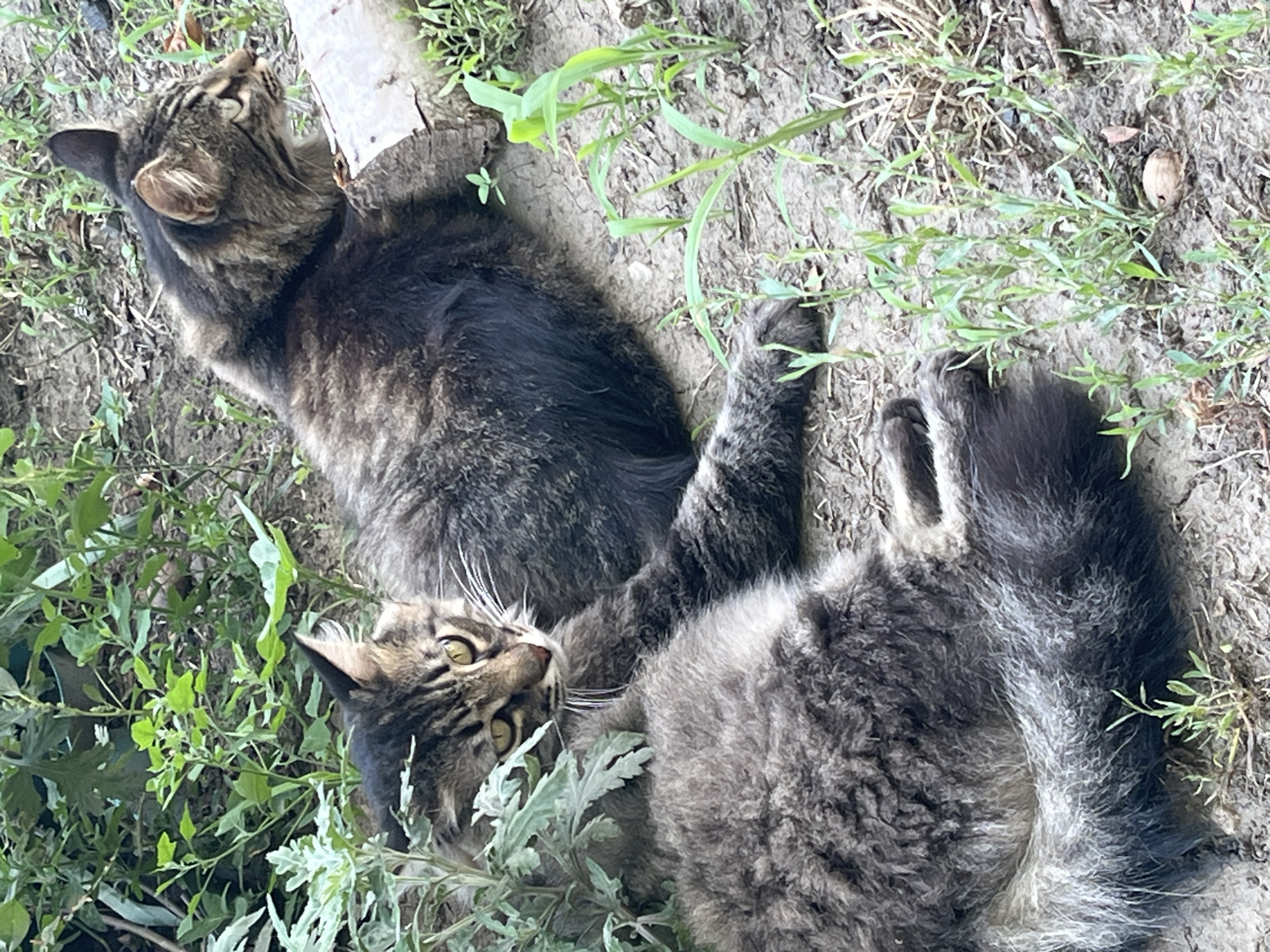 Two domestic cats are resting on the ground outdoors, amidst foliage and dirt. The cat in the foreground is lying on its side, facing the viewer with its head turned to the left. Its fur is a mix of brown and black stripes, with white whiskers. It is partially obscured by green plants. The second cat is lying on its stomach to the right of the first cat, facing away from the viewer and looking to the right. Its fur is also a mix of brown and black tabby pattern. A piece of light-colored wood is visible next to this cat. The ground is composed of dirt and dry leaves, with scattered blades of green grass growing through it. The scene appears to be in a natural or semi-natural outdoor setting.